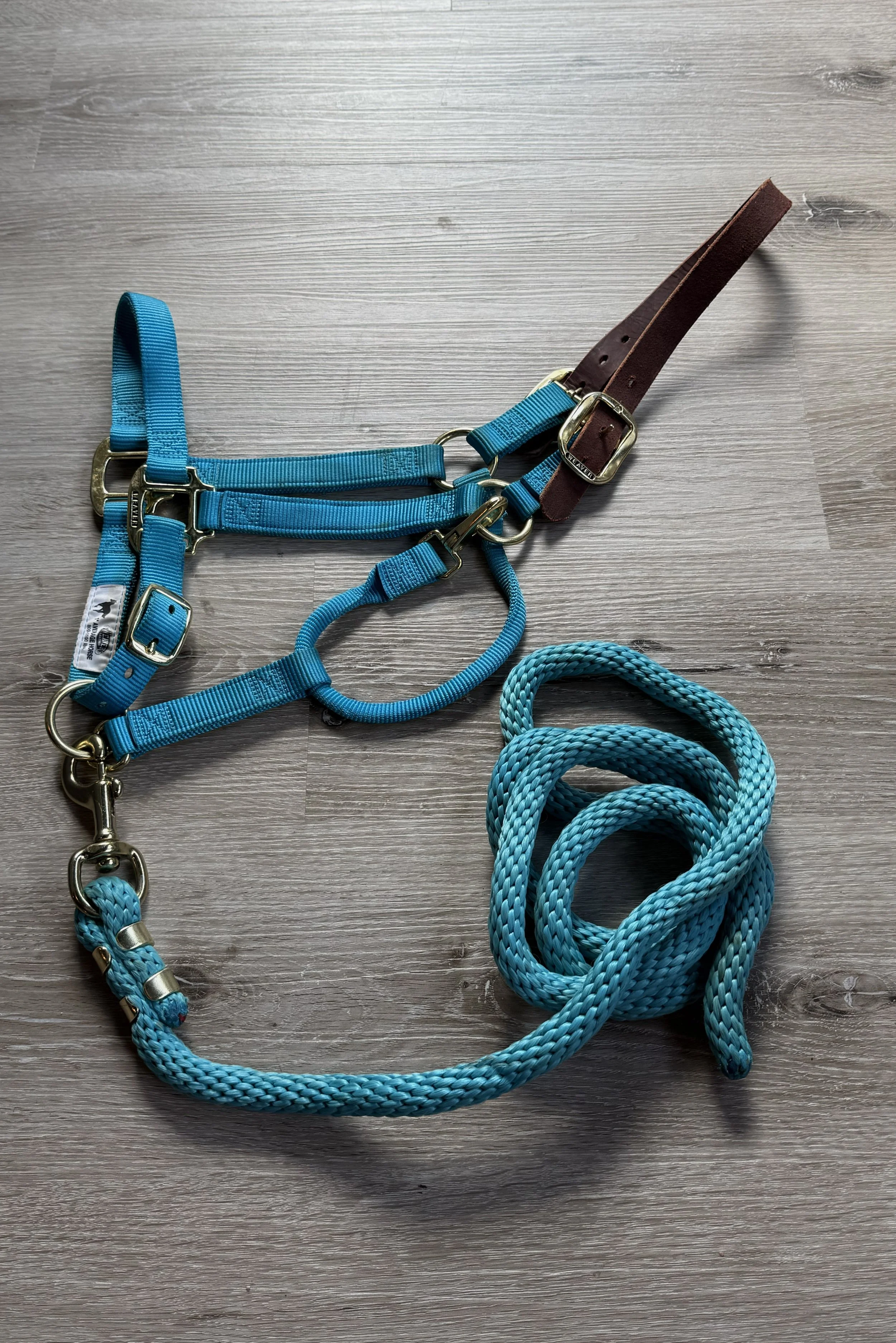 halter & Lead .jpg