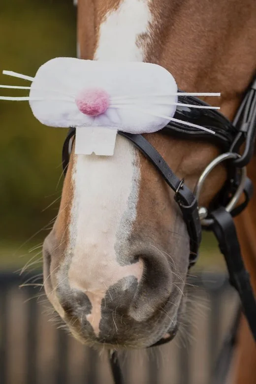 QHP Noseband Accessory - Easter Bunny Nose