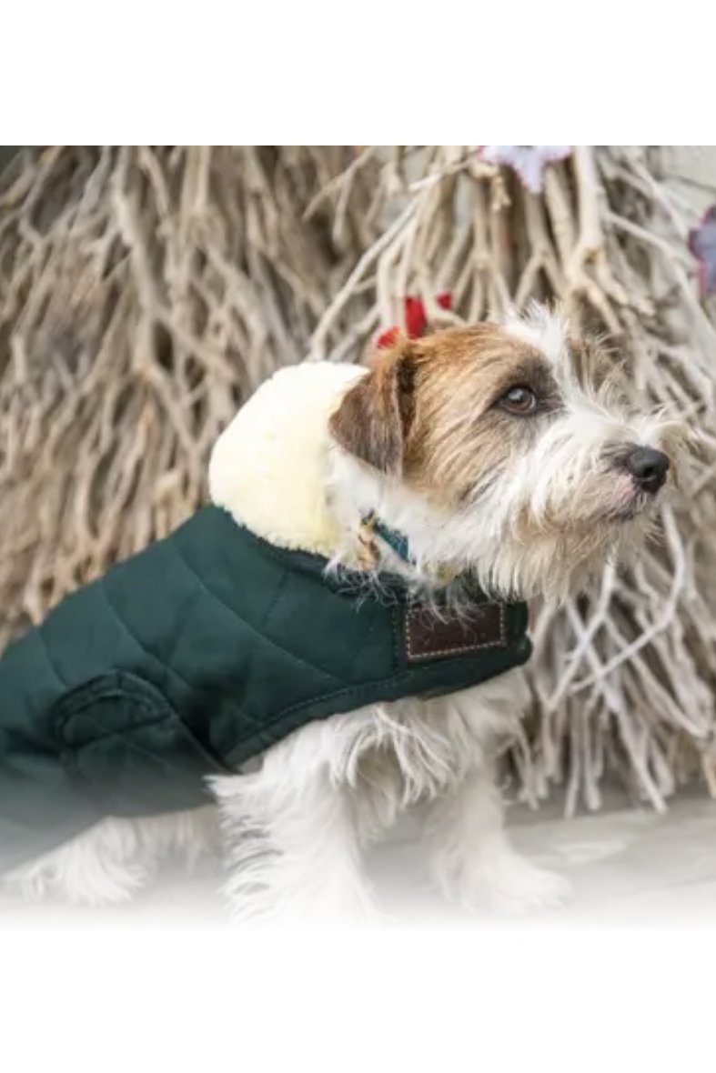 Kentucky Horsewear Dog Coat Original In Dark Green - 2nd Round Equestrian