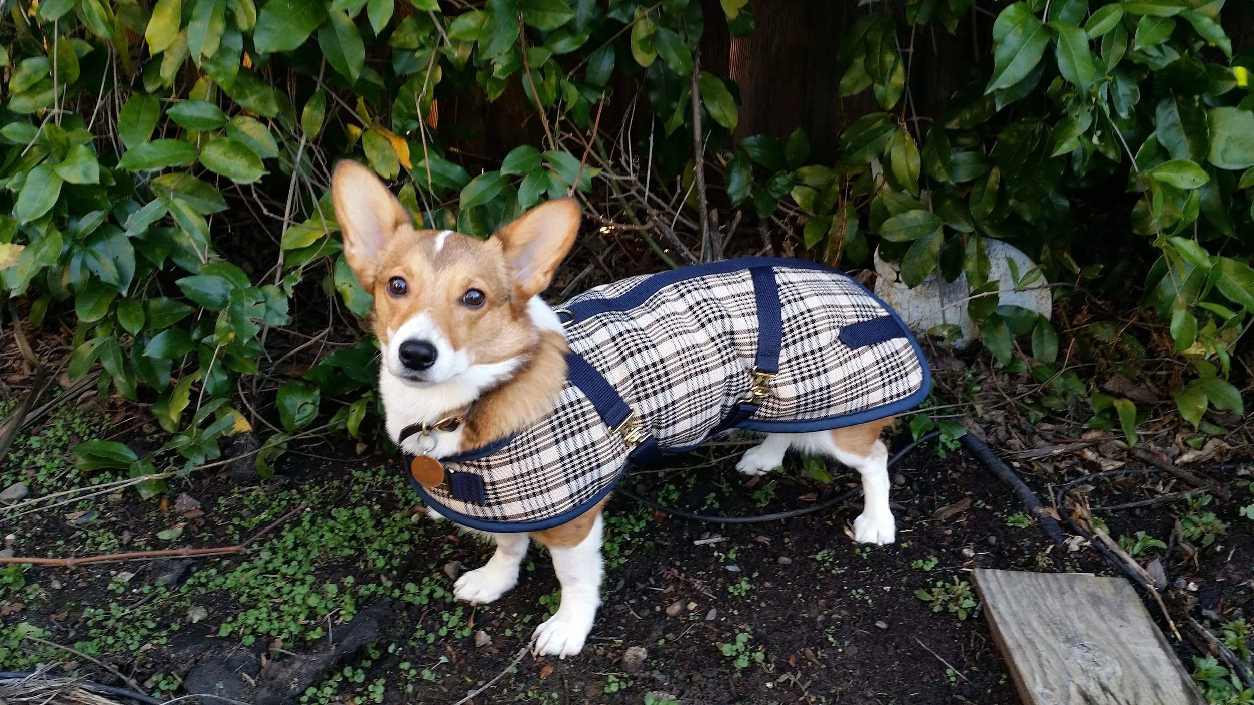 Foggy Mountain Dachshund/Slim Cut Plaid Turnout - Blue & Tan Horse Plaid
