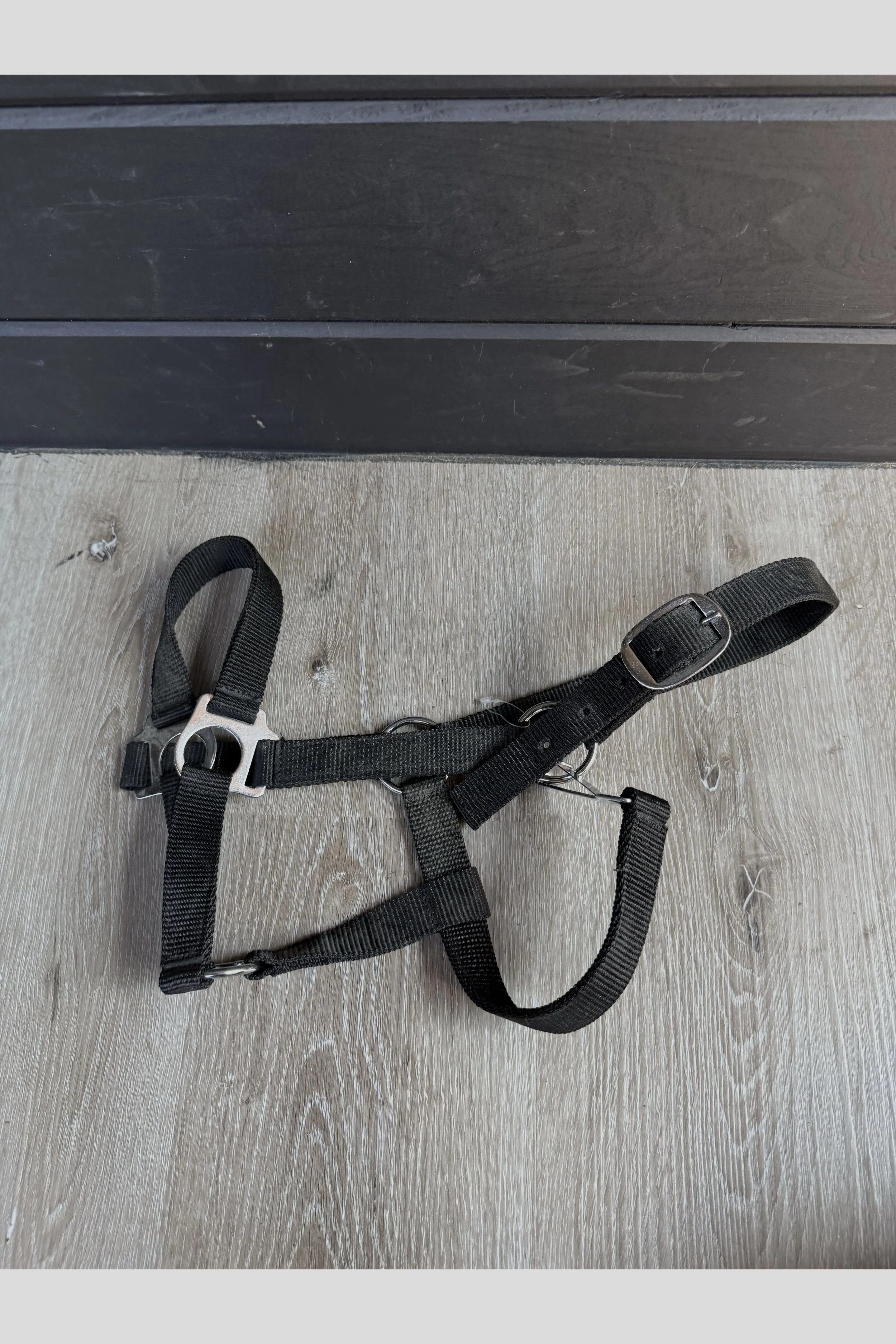 Nylon Halter In Black - Cob