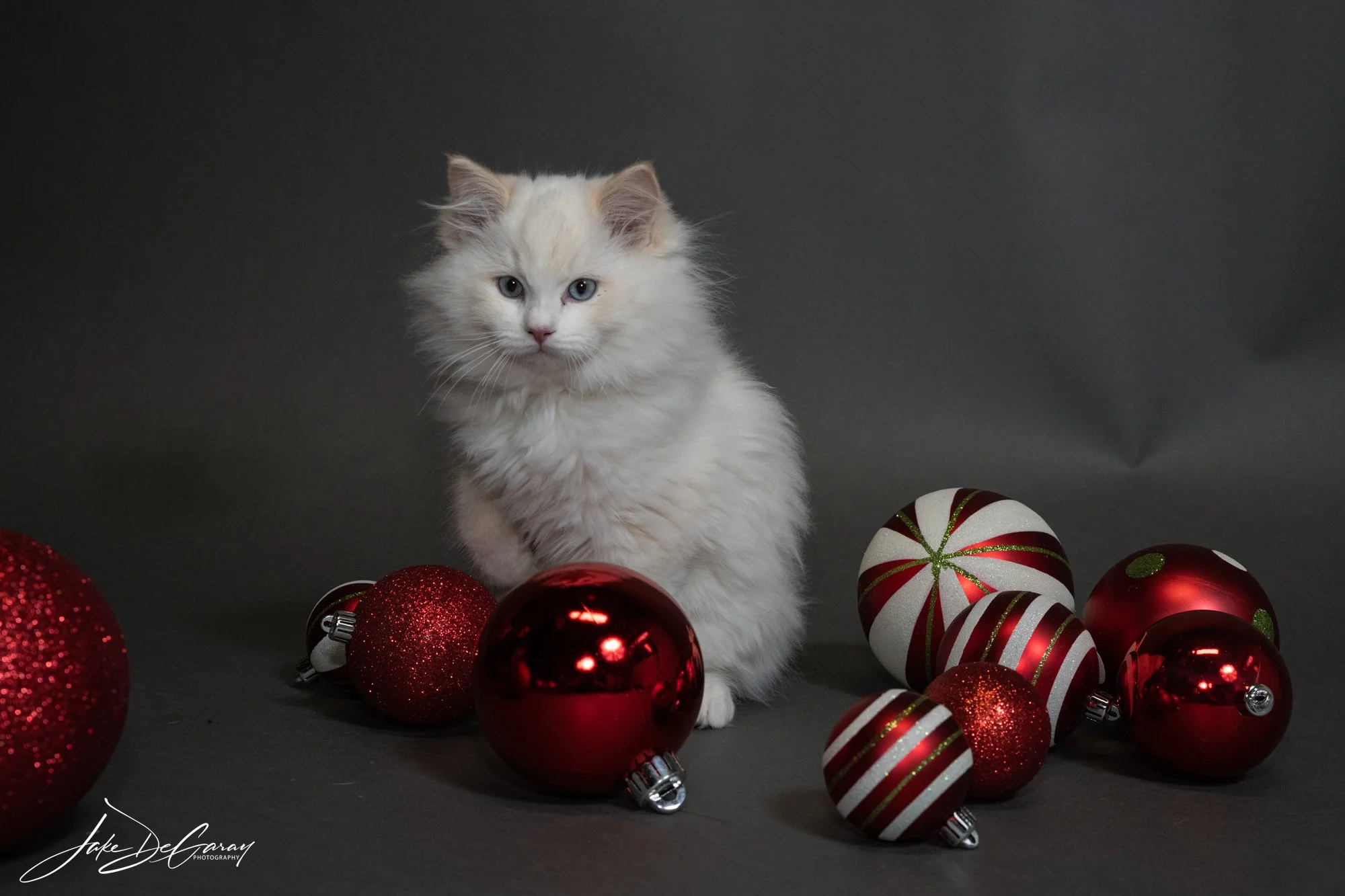 DeGaray_Jake_Winston_Kitten-4.jpg