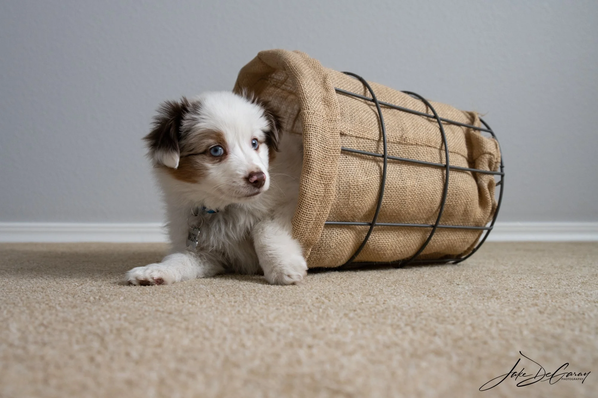 DeGaray_Jake_DOG_Web-4.jpg
