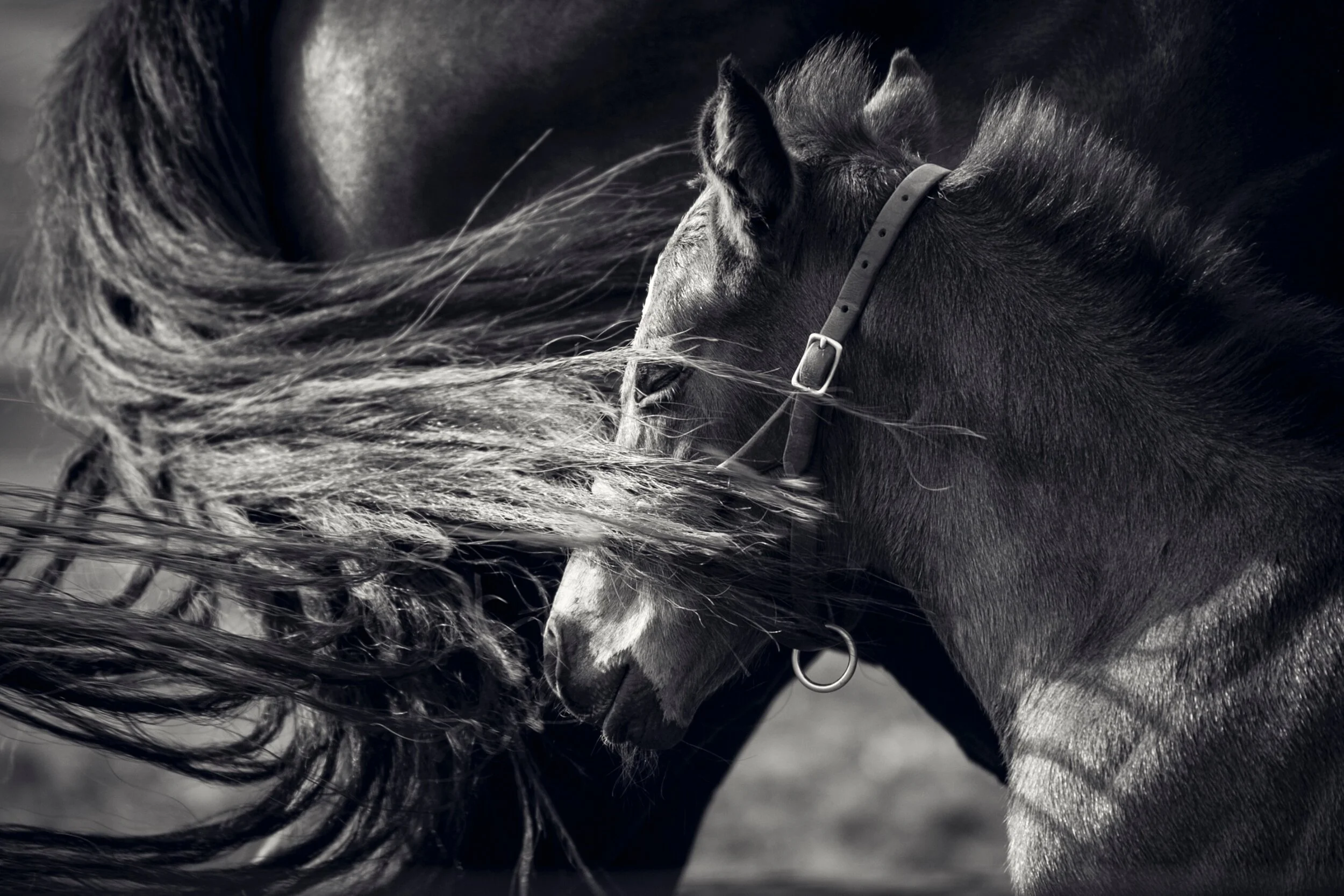Fine Art Horses