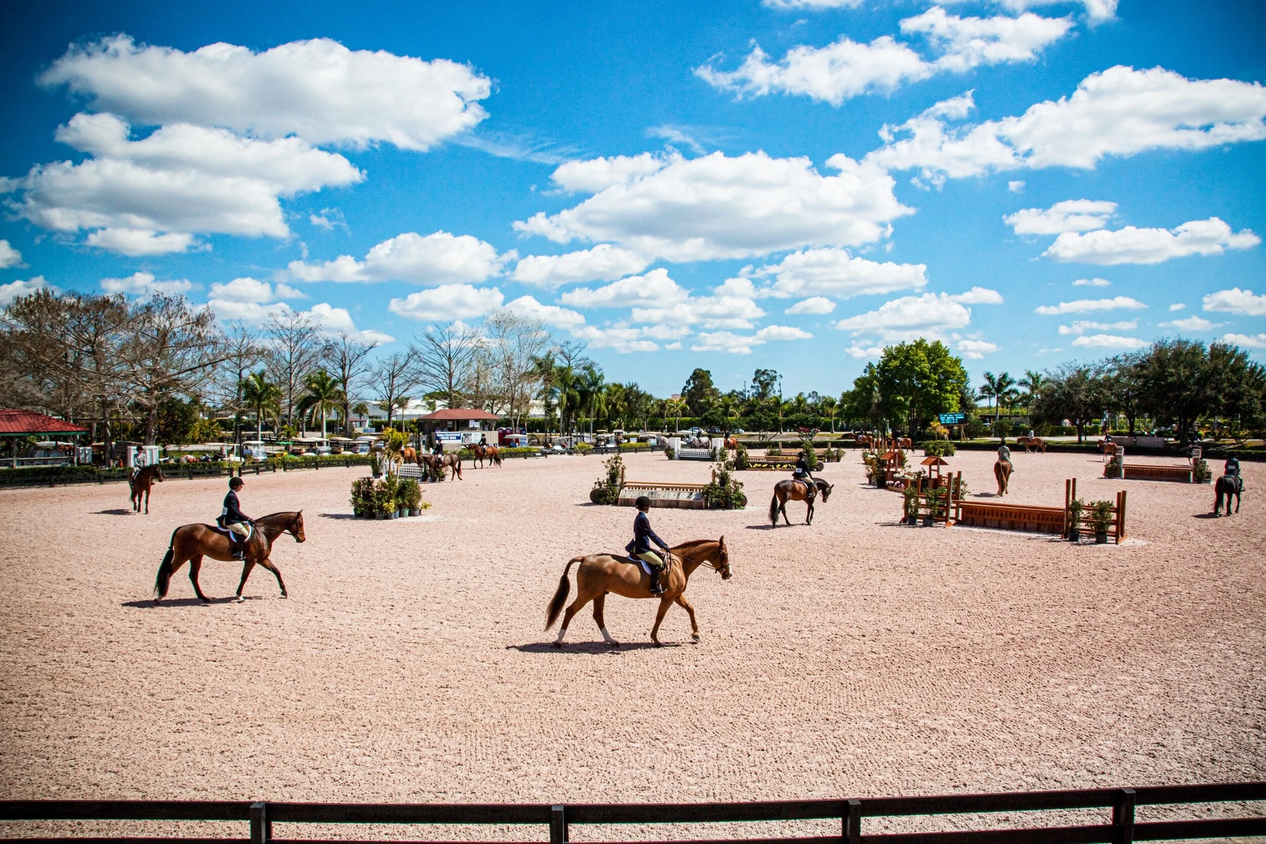 Horse Show Photography