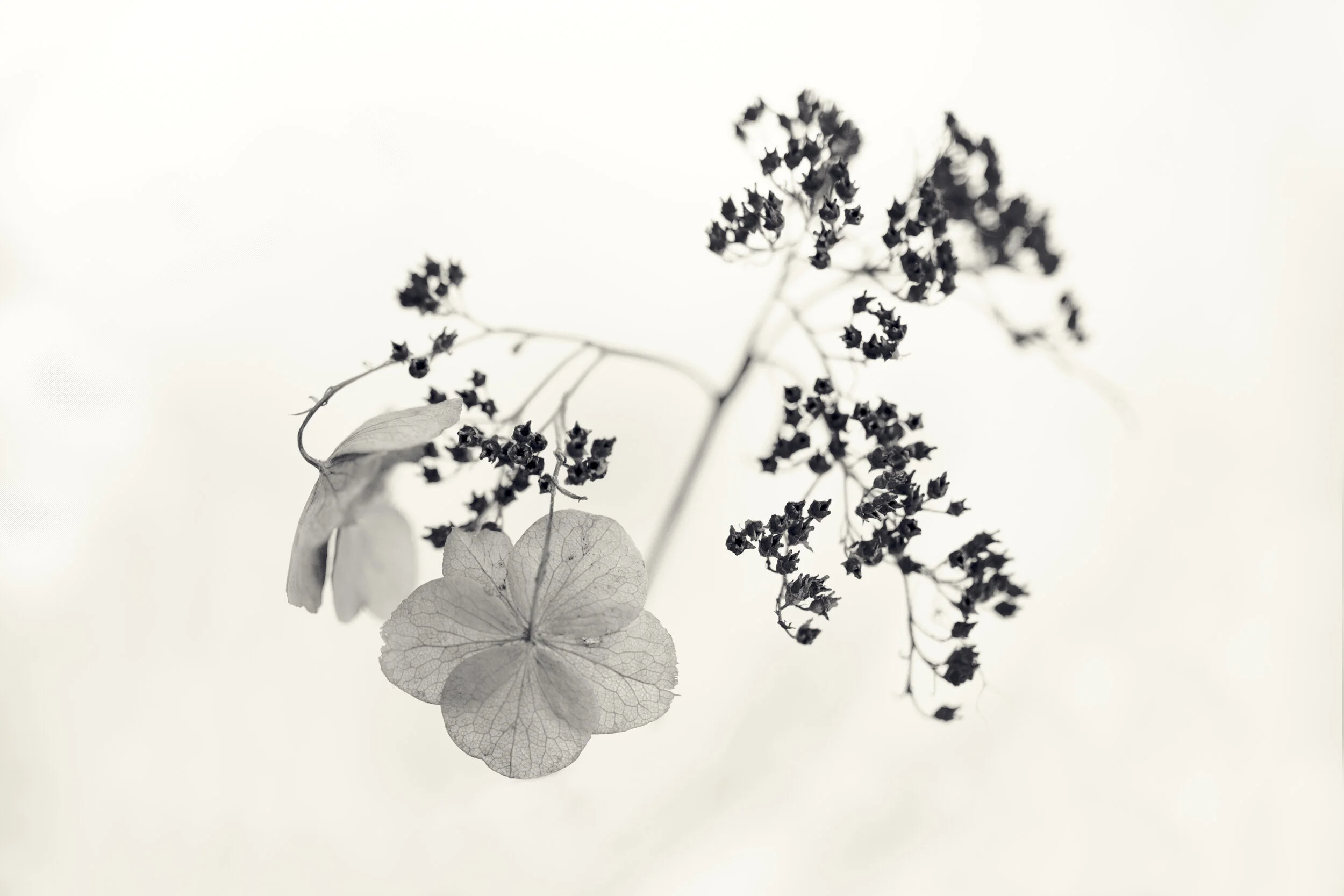 Flora