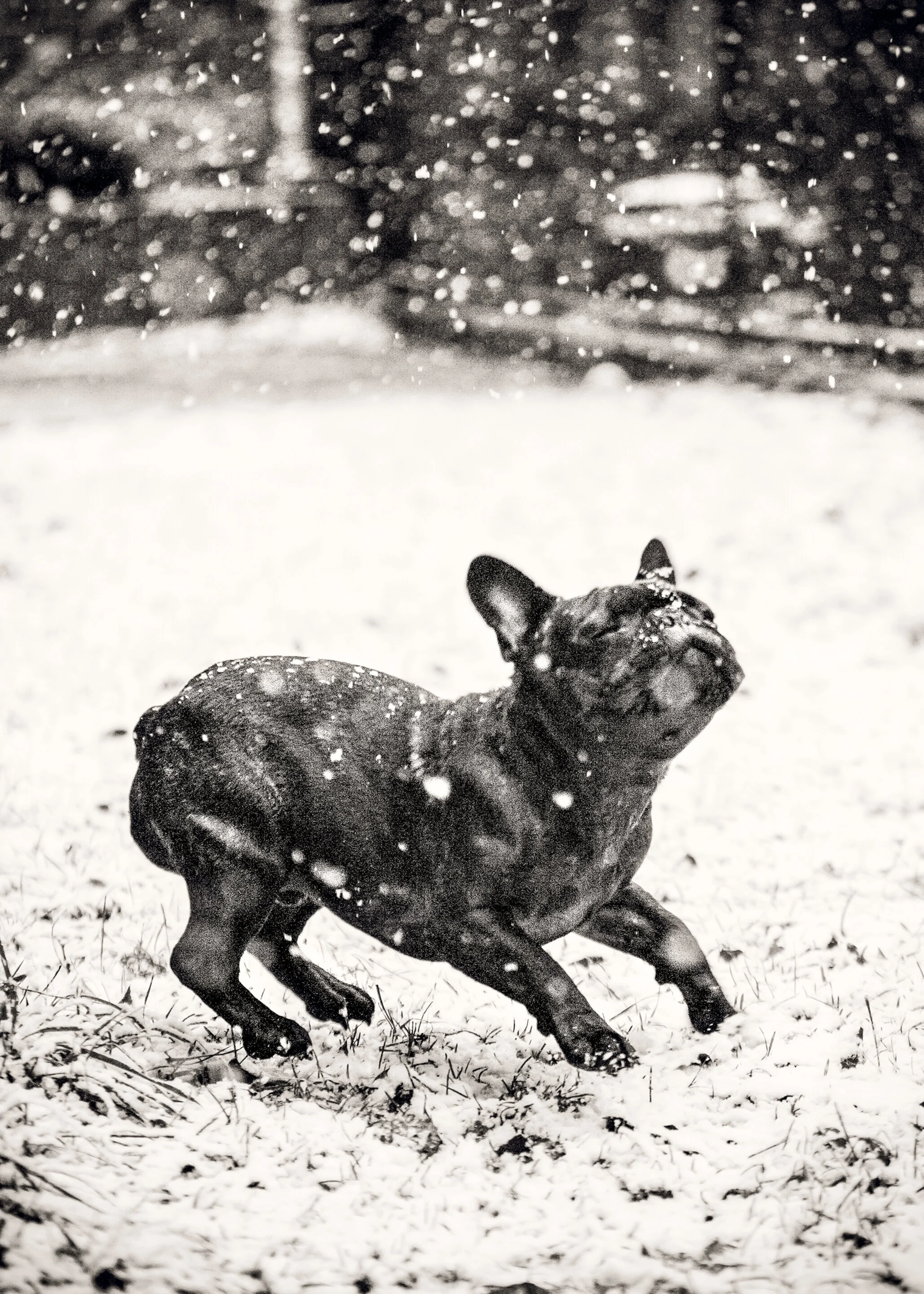 ROO13-1209-012-Edit-Edit-Edit-Edit.jpg