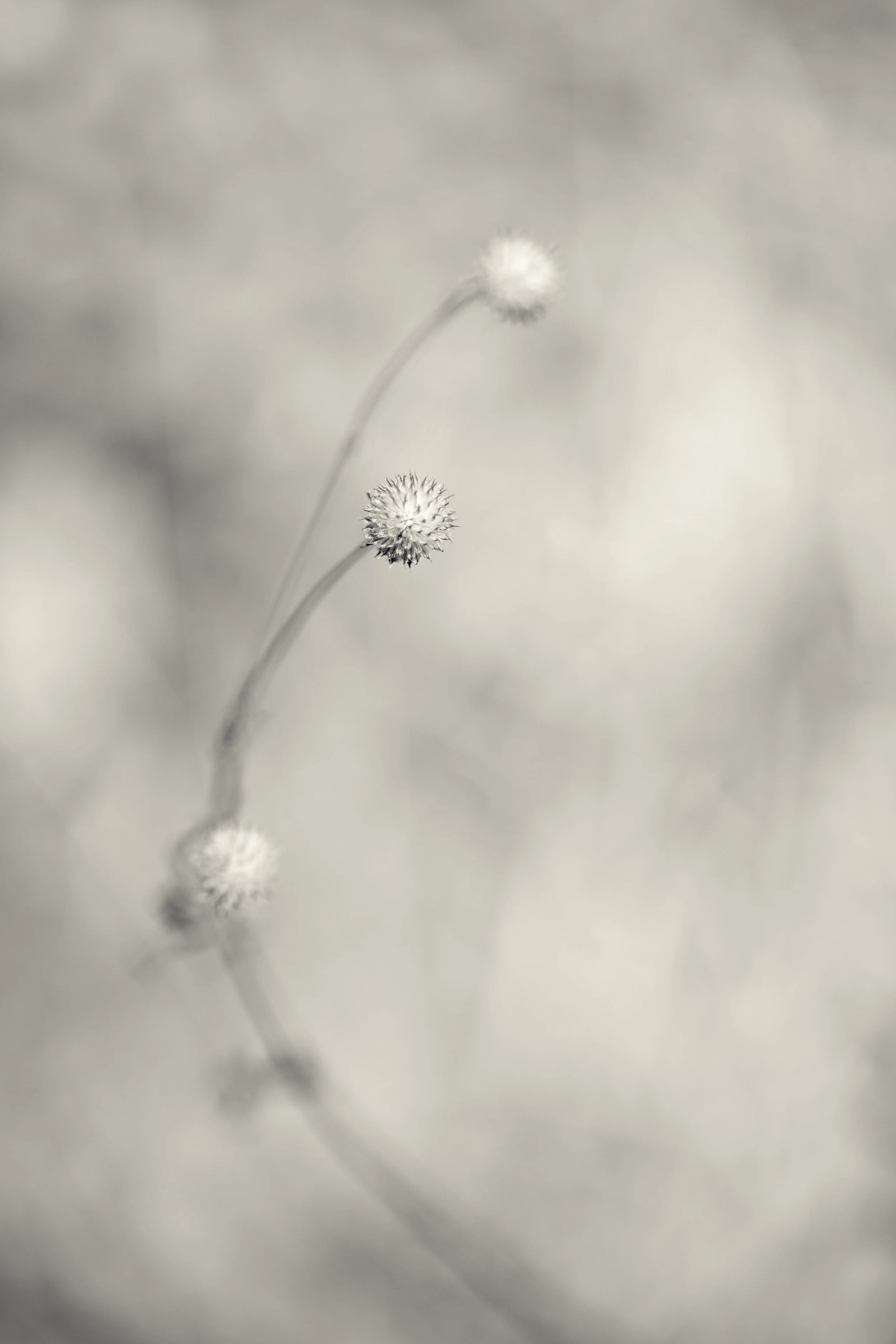DBG-0323-514-Edit.jpg