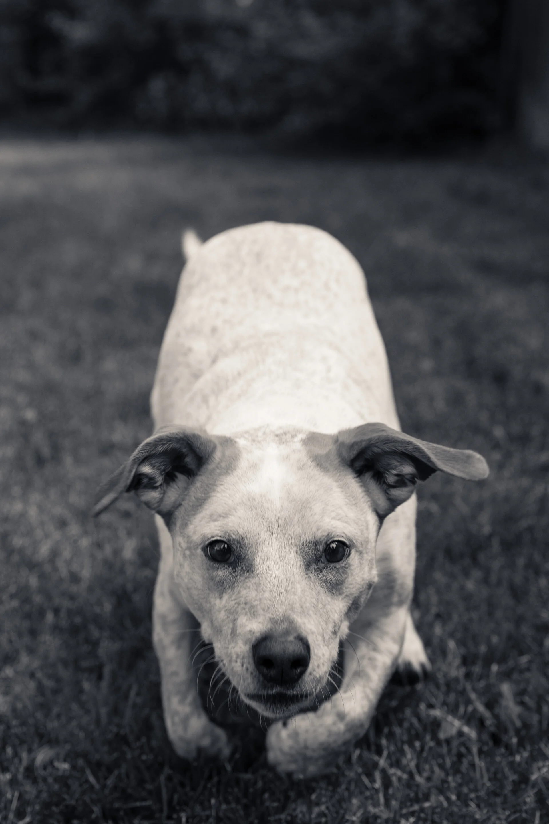 Charlie-951.jpg