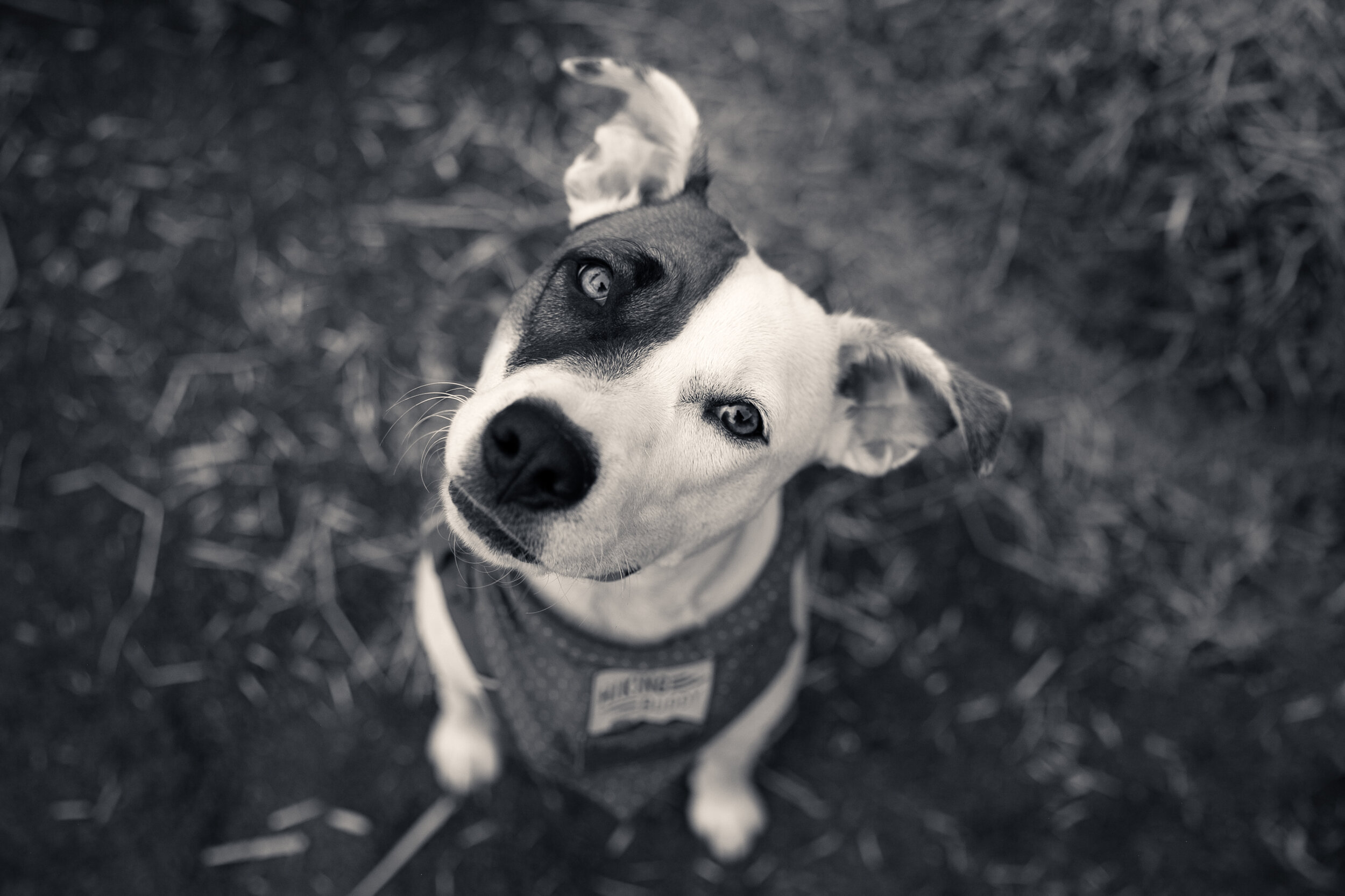 RDBSL-1020-019-Edit.jpg