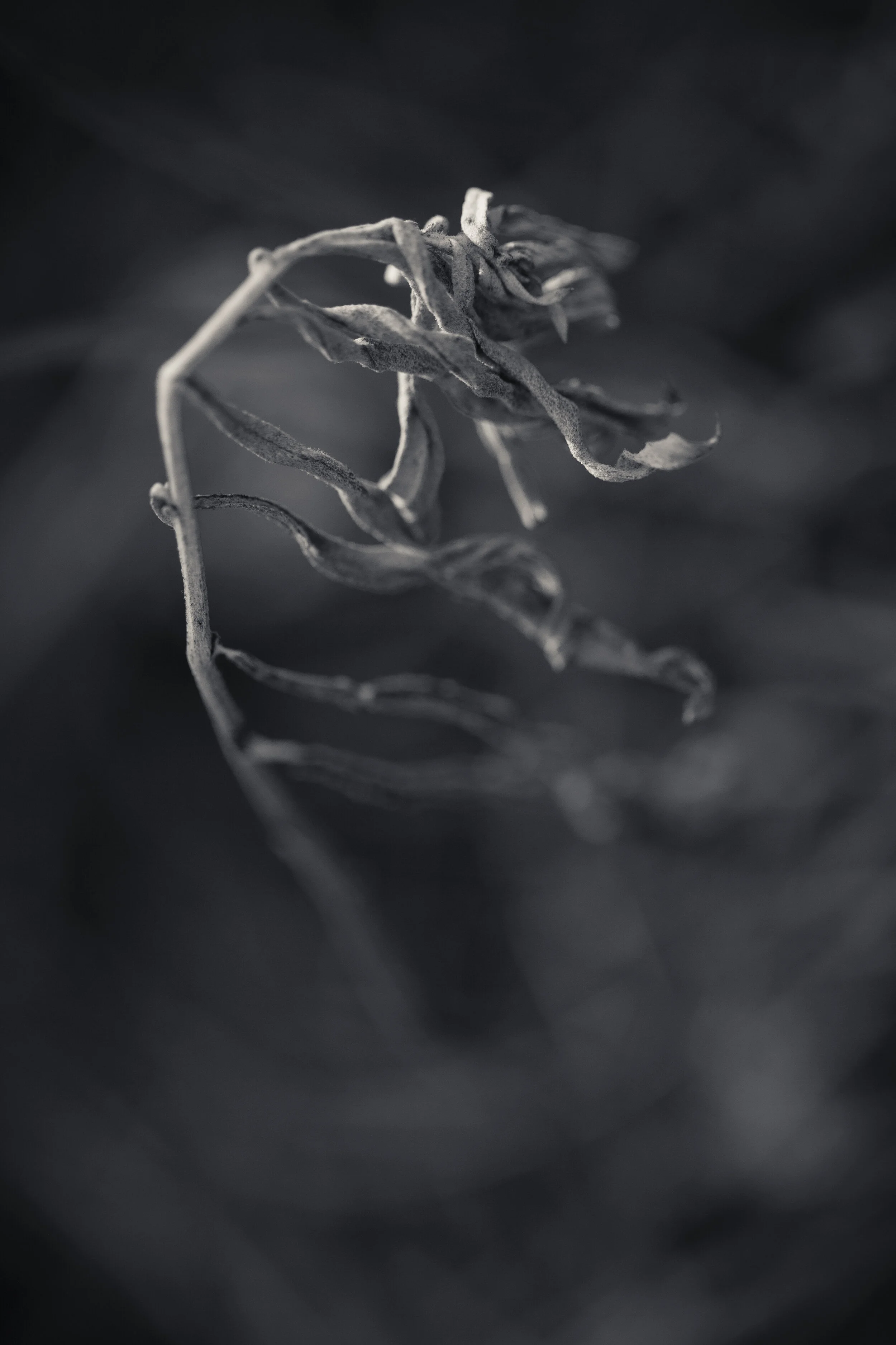 ML-0601-389.jpg