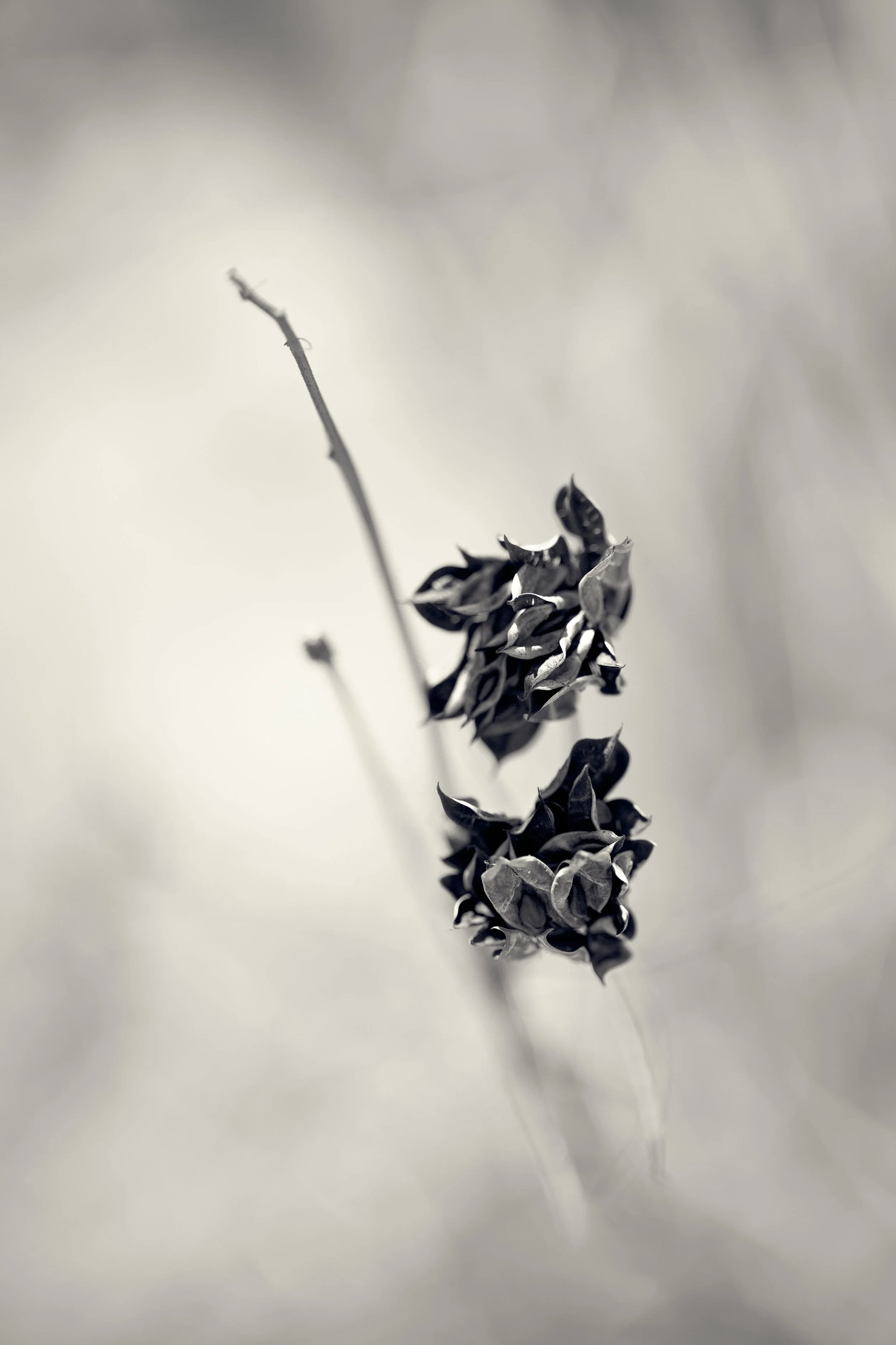 DBG-0323-437-Edit.jpg