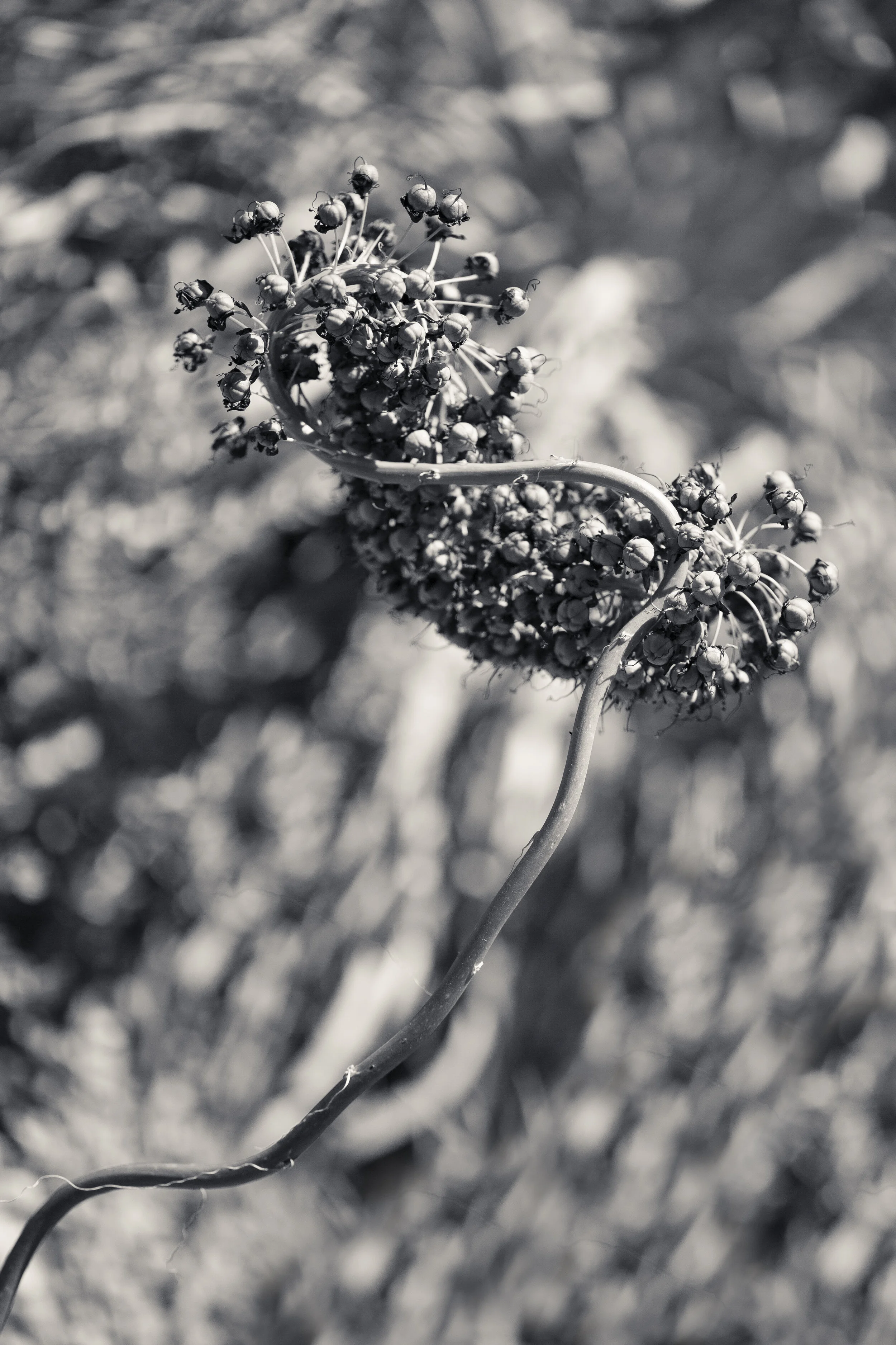 DBT-0626-501-Edit.jpg