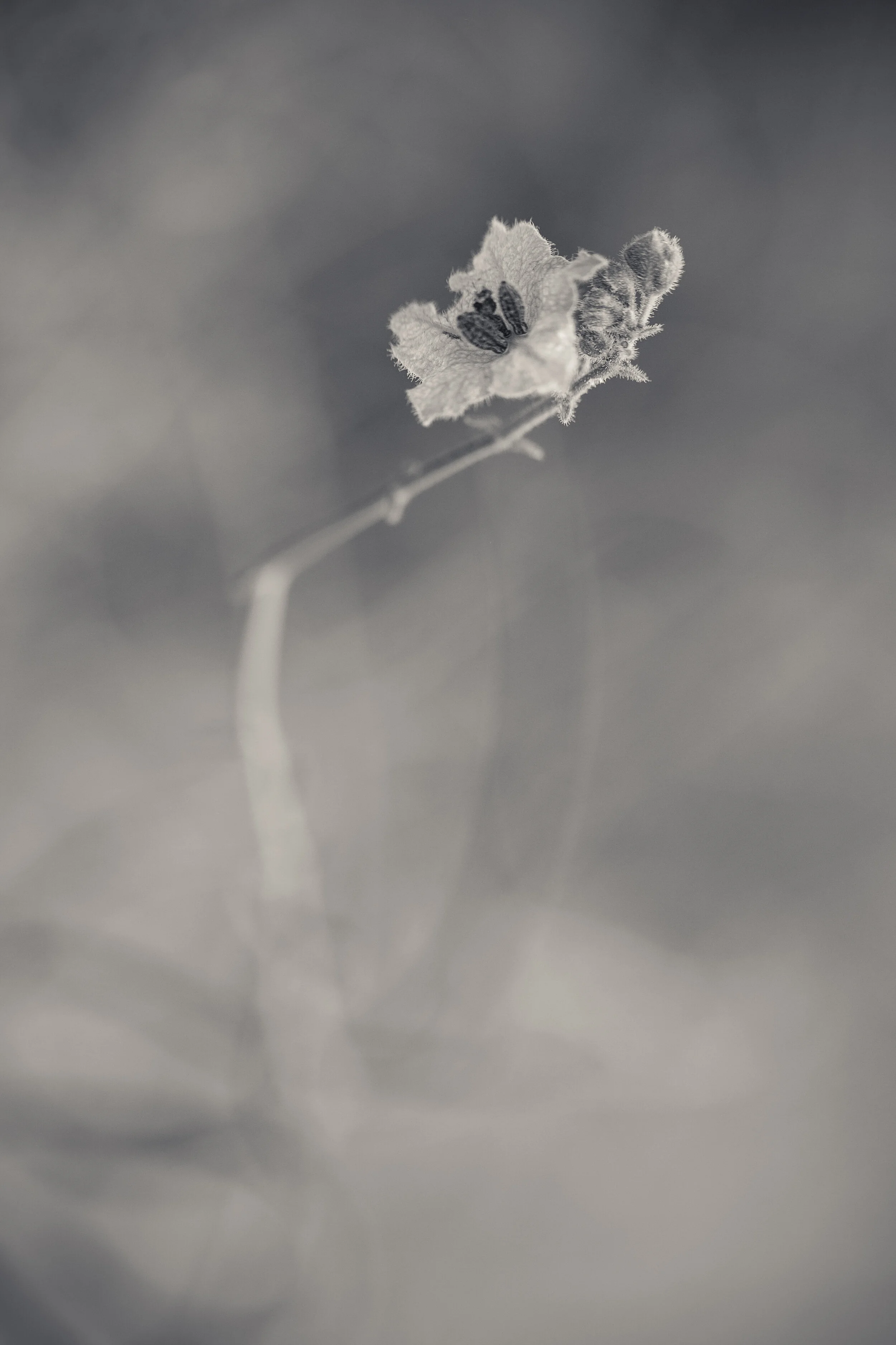 NB-0831-243.jpg