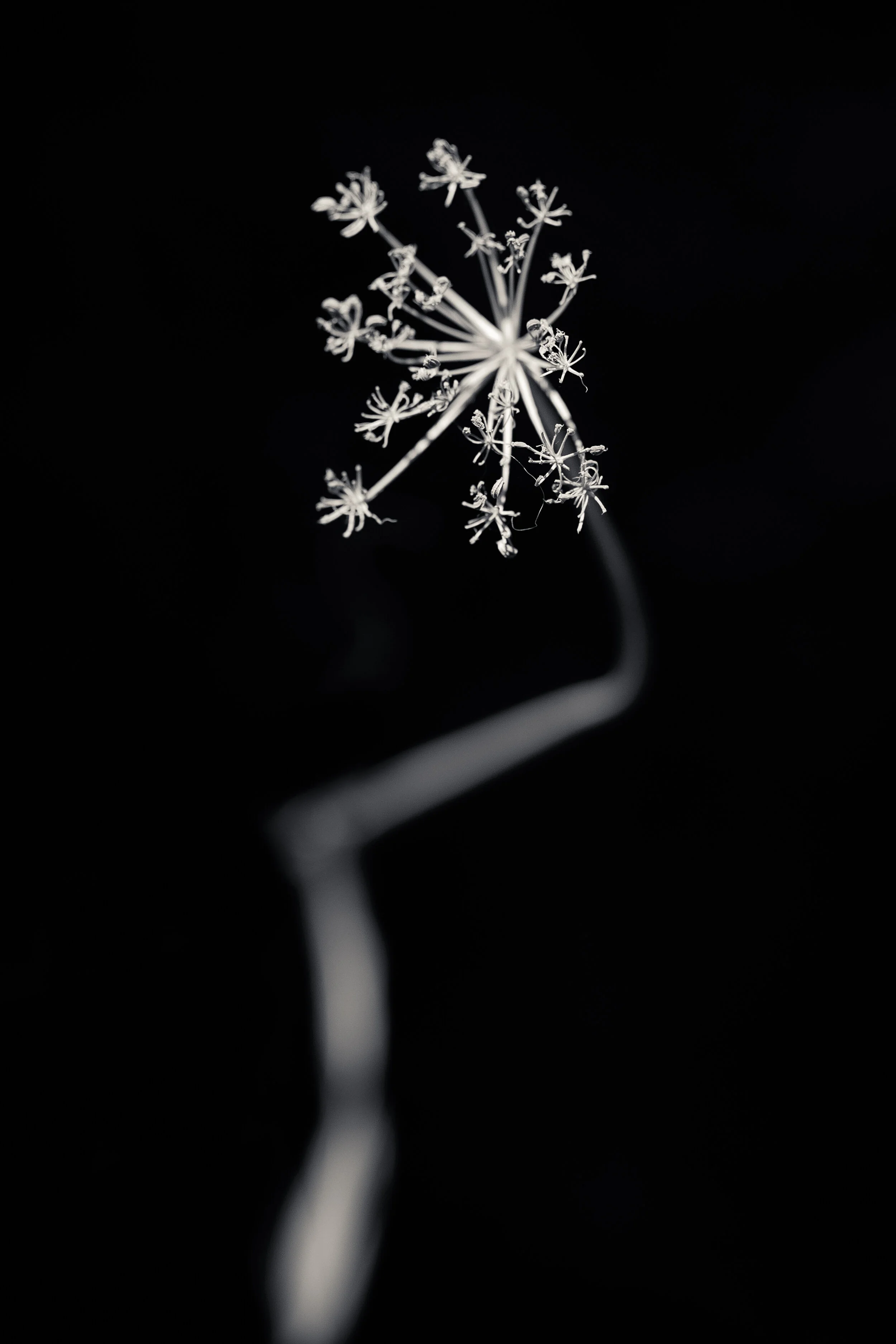 CP-0220-384-Edit.jpg
