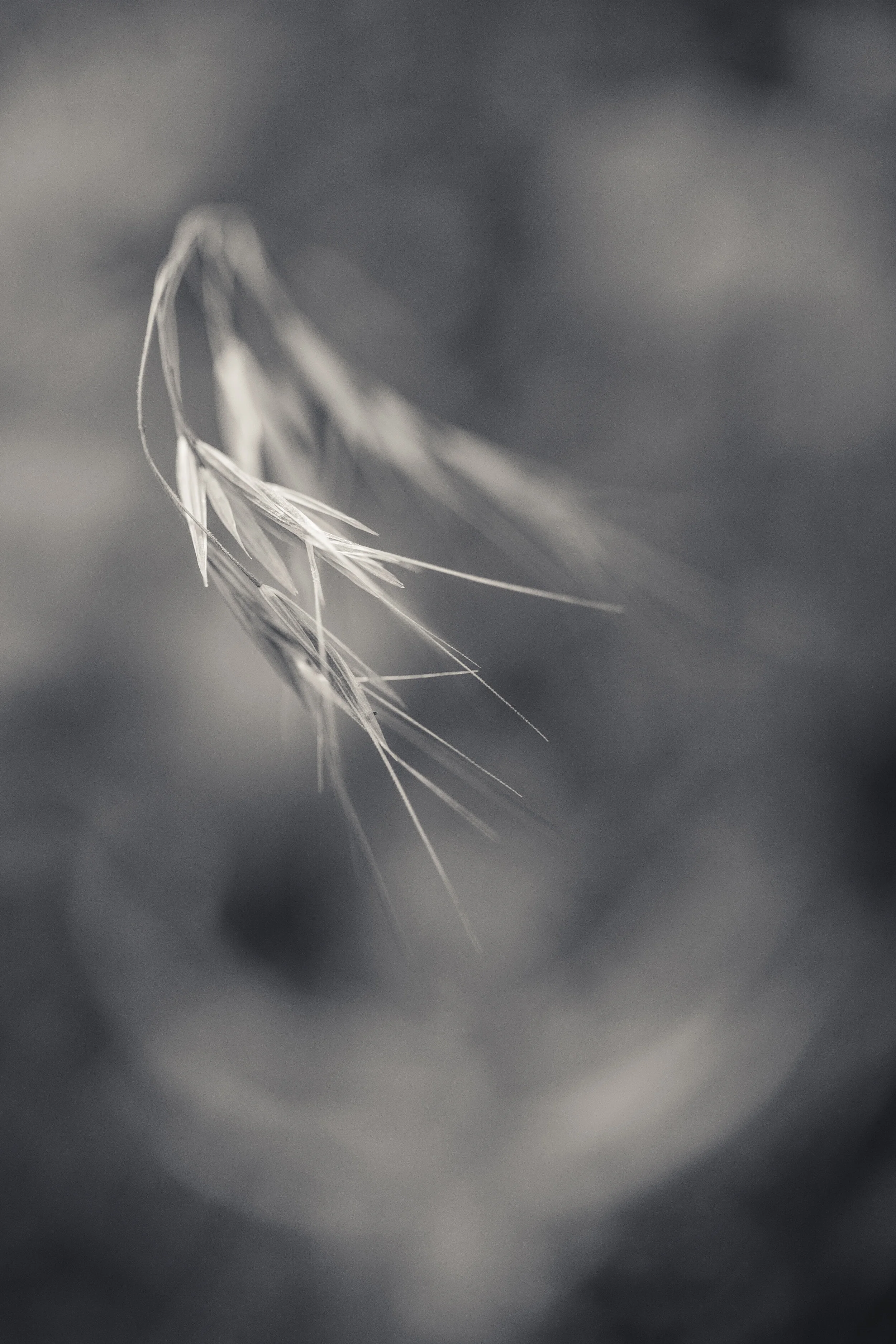 CBO-0718-239-Edit.jpg