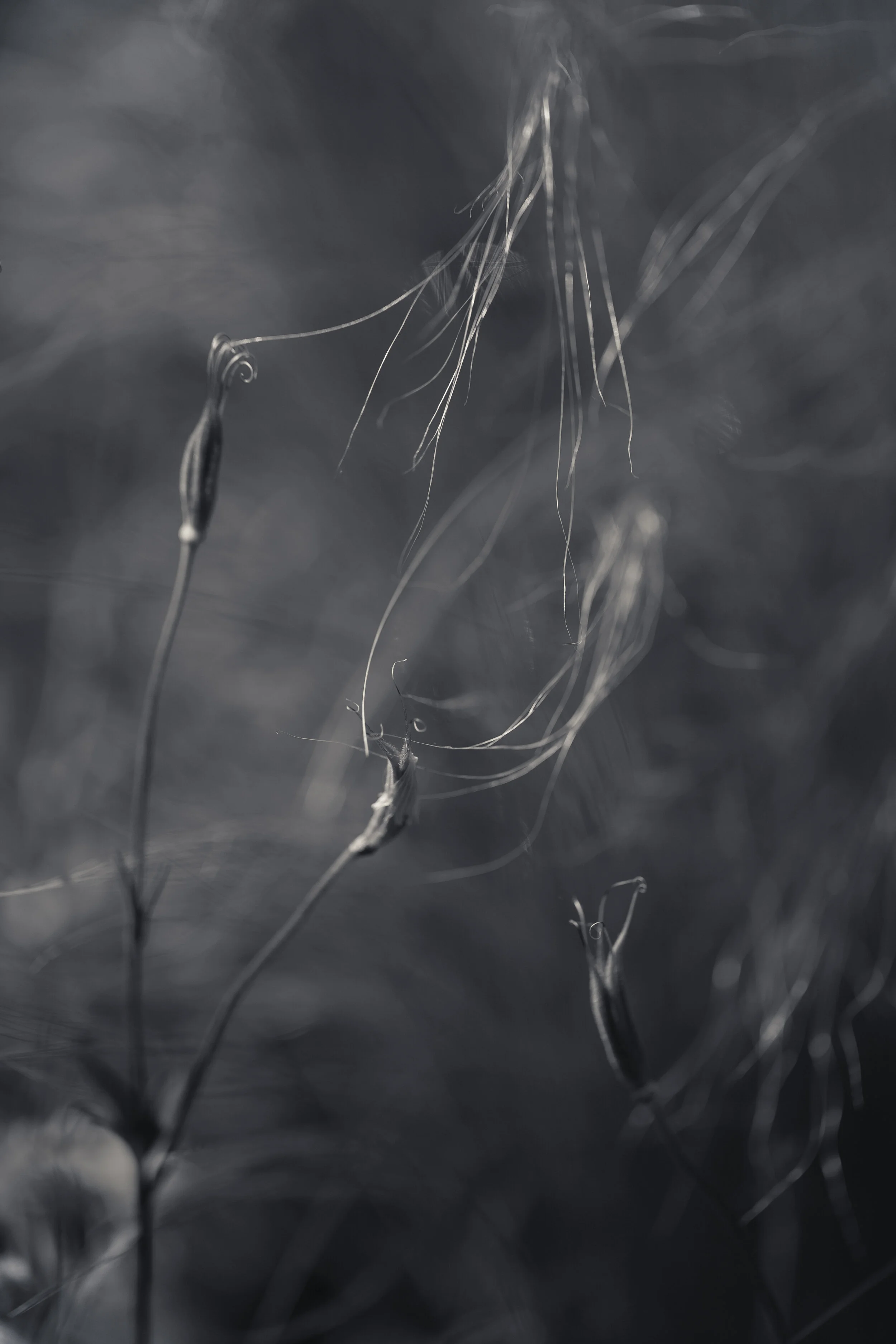 DBT-0626-100-Edit.jpg