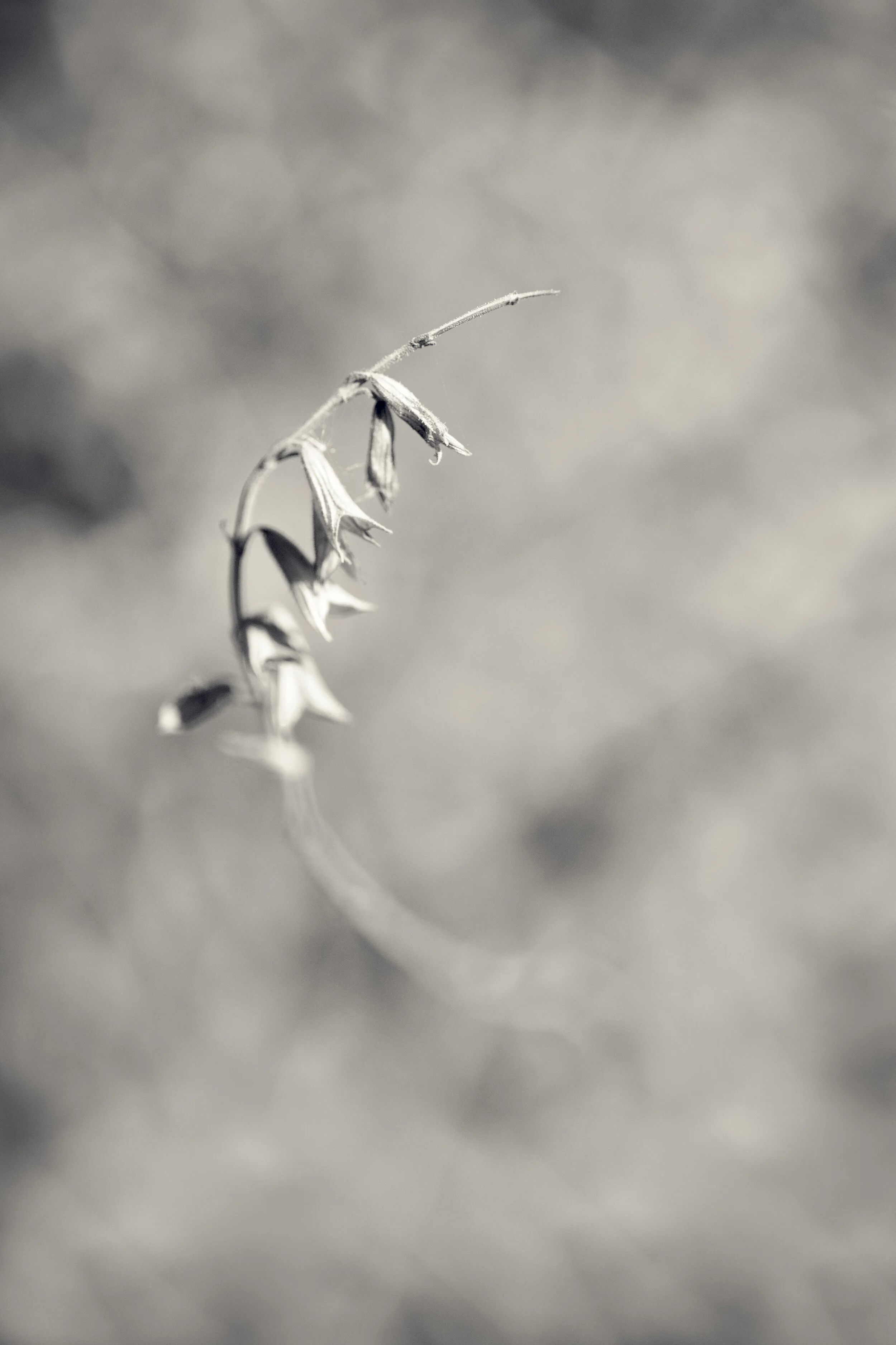 DBG-0323-345-Edit.jpg