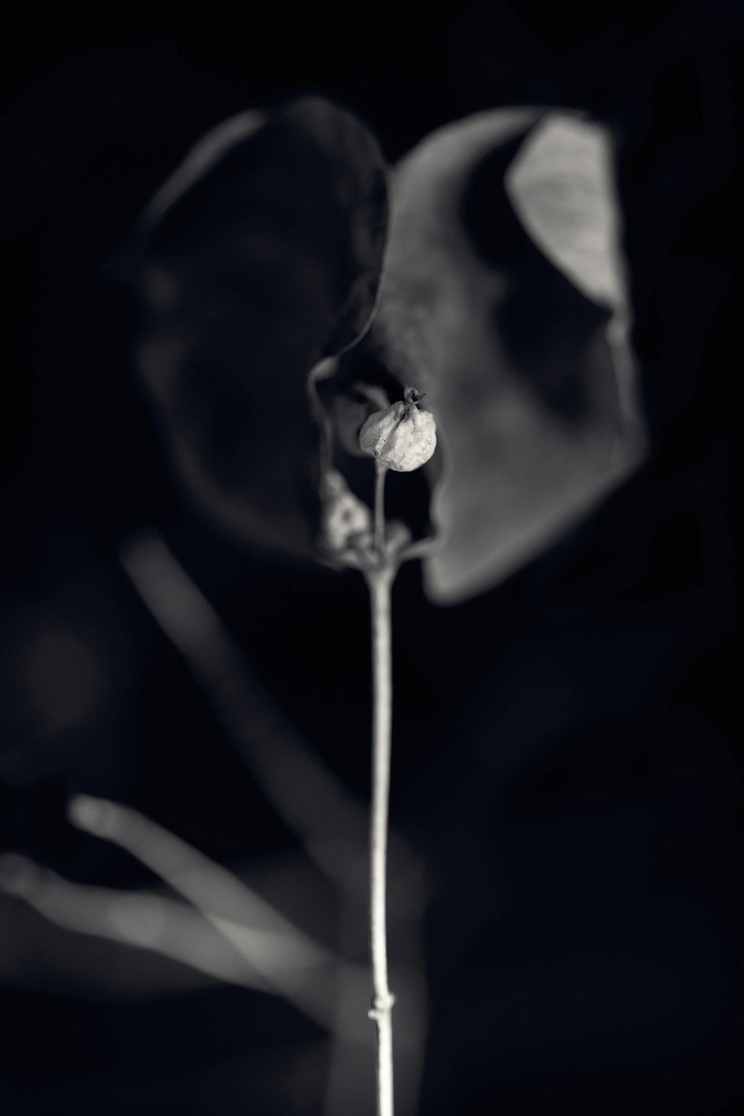 DBG-0323-400-Edit.jpg