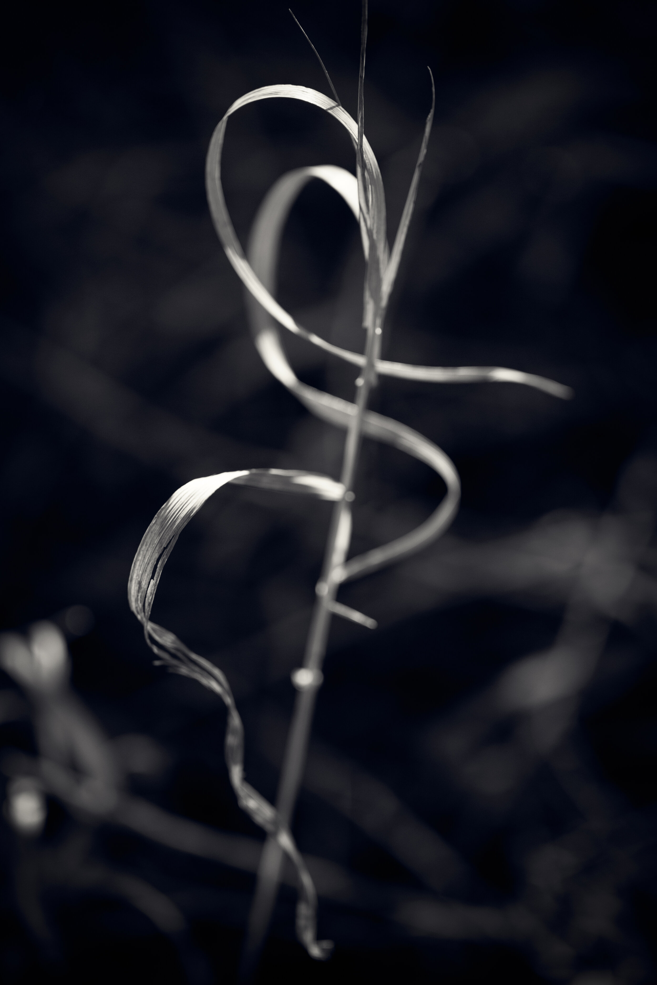 CP-0220-425-Edit.jpg