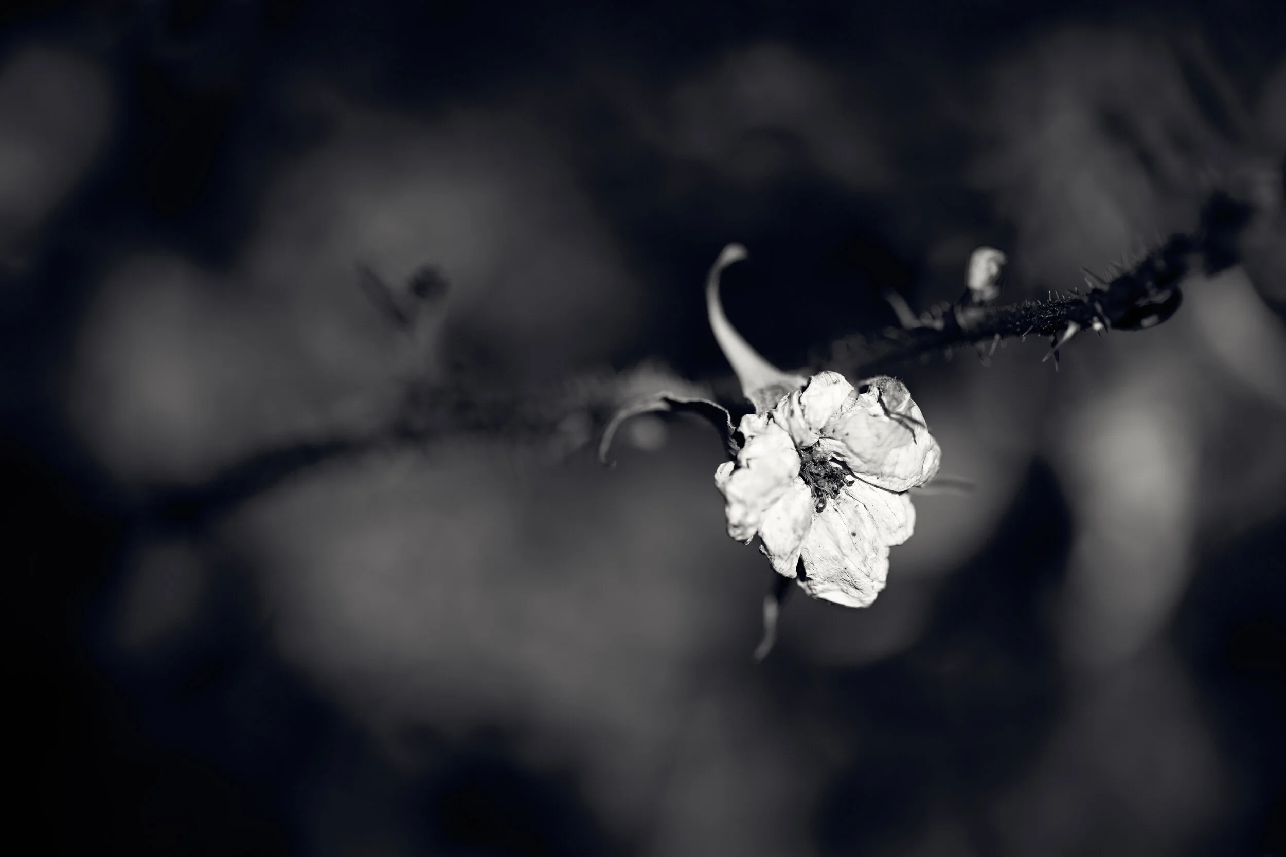 DBG-0323-128-Edit.jpg