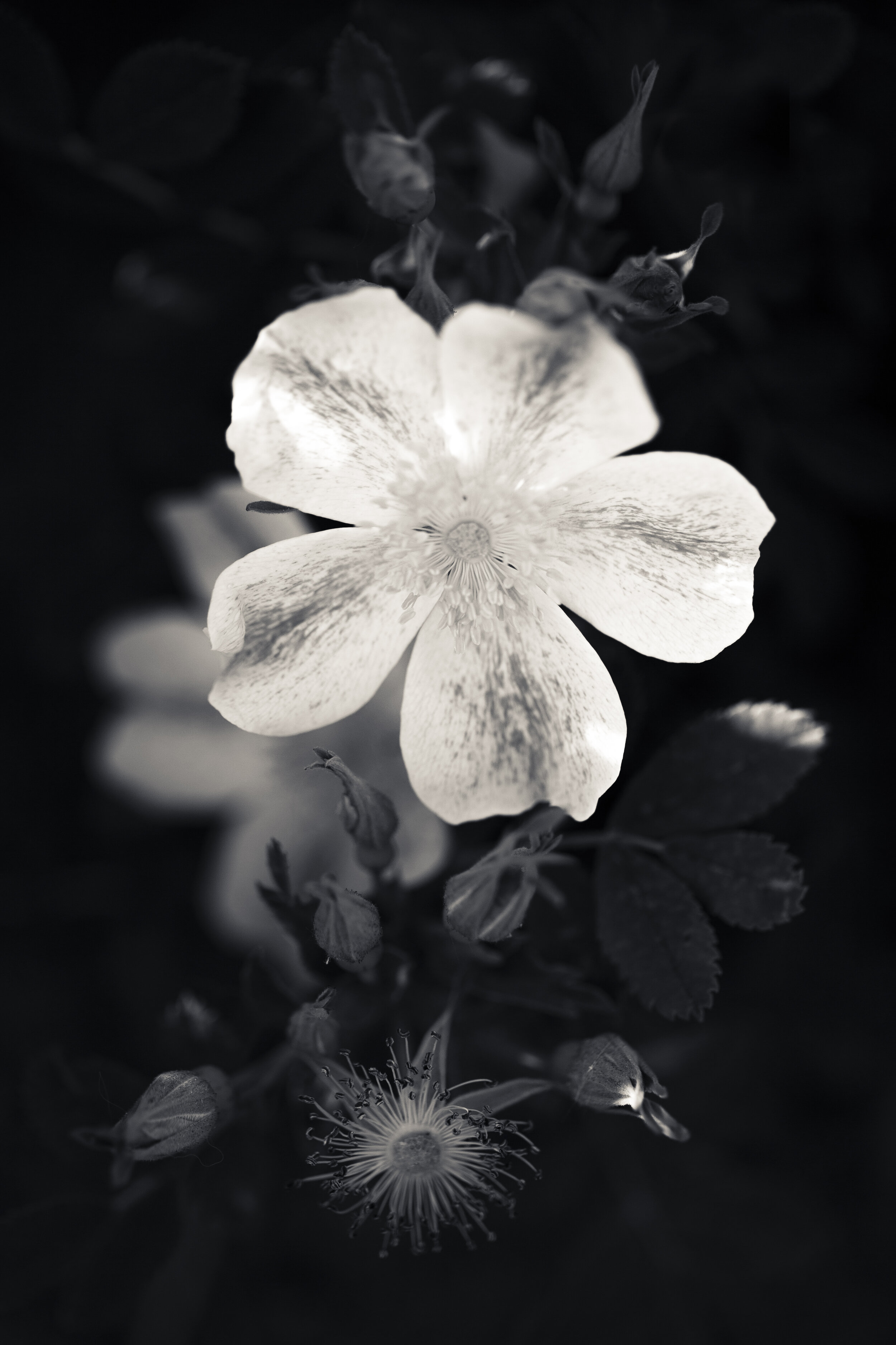 CQ-0609-202-Edit.jpg