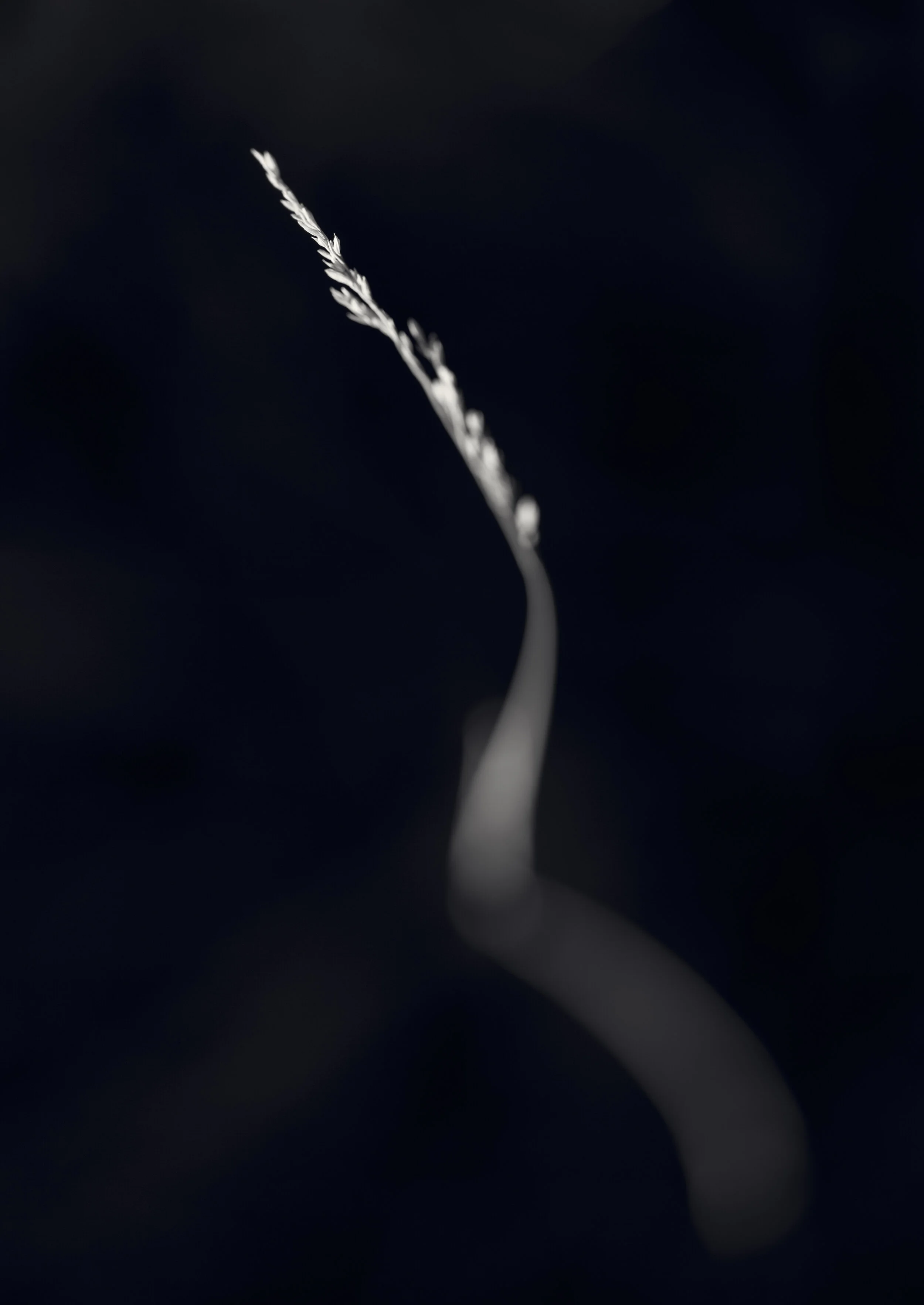 CP-0214-176-Edit.jpg