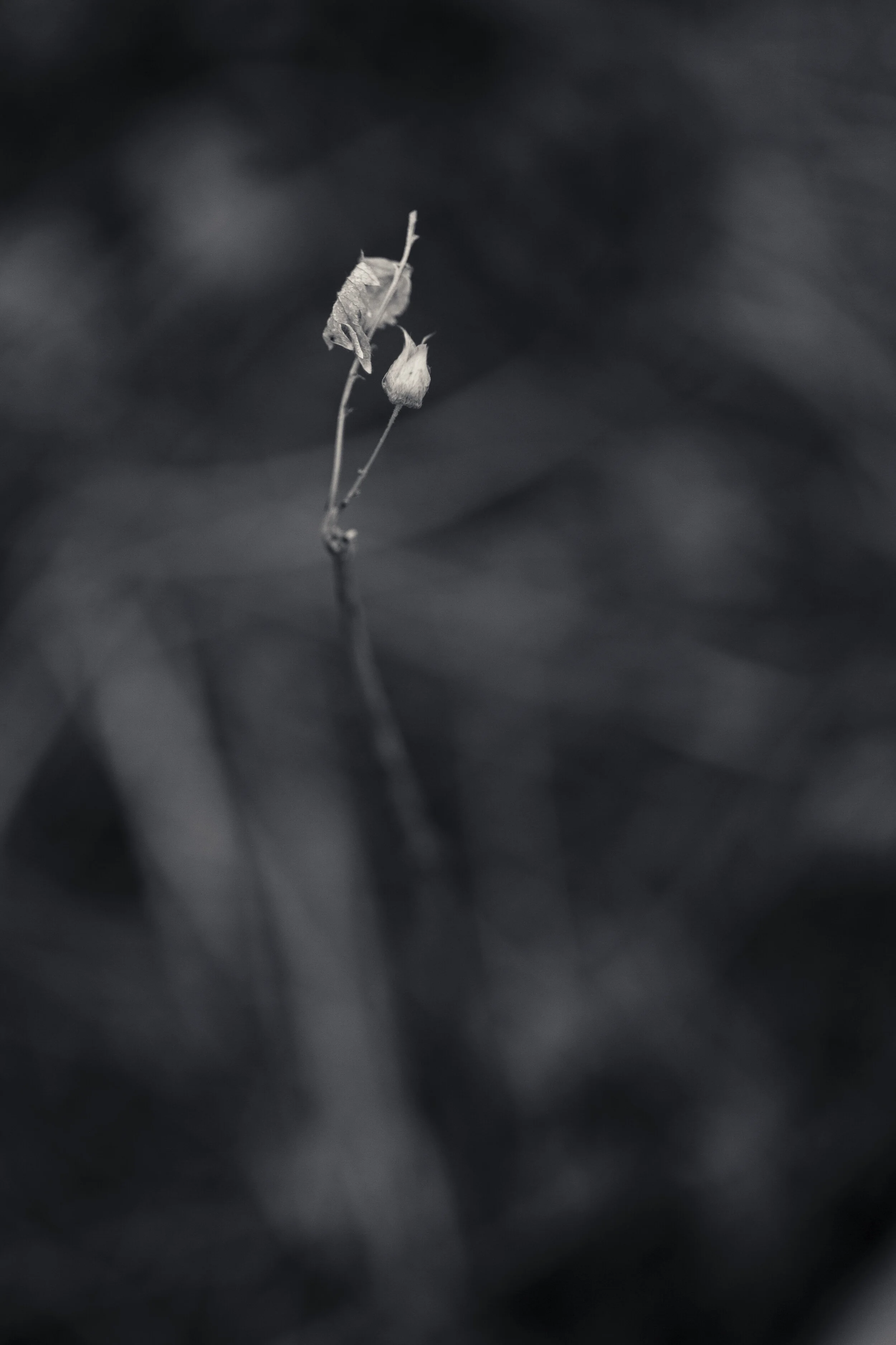 ML-0601-396.jpg