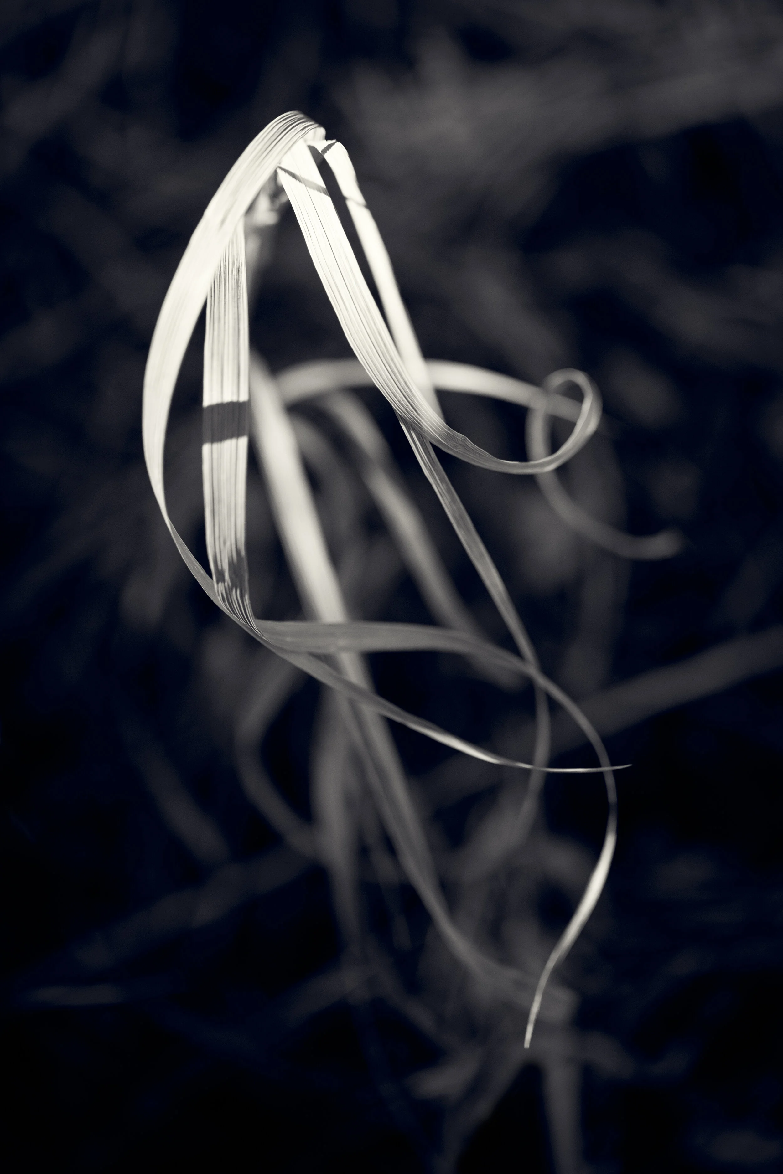 Patasso-205-Edit-Edit.jpg