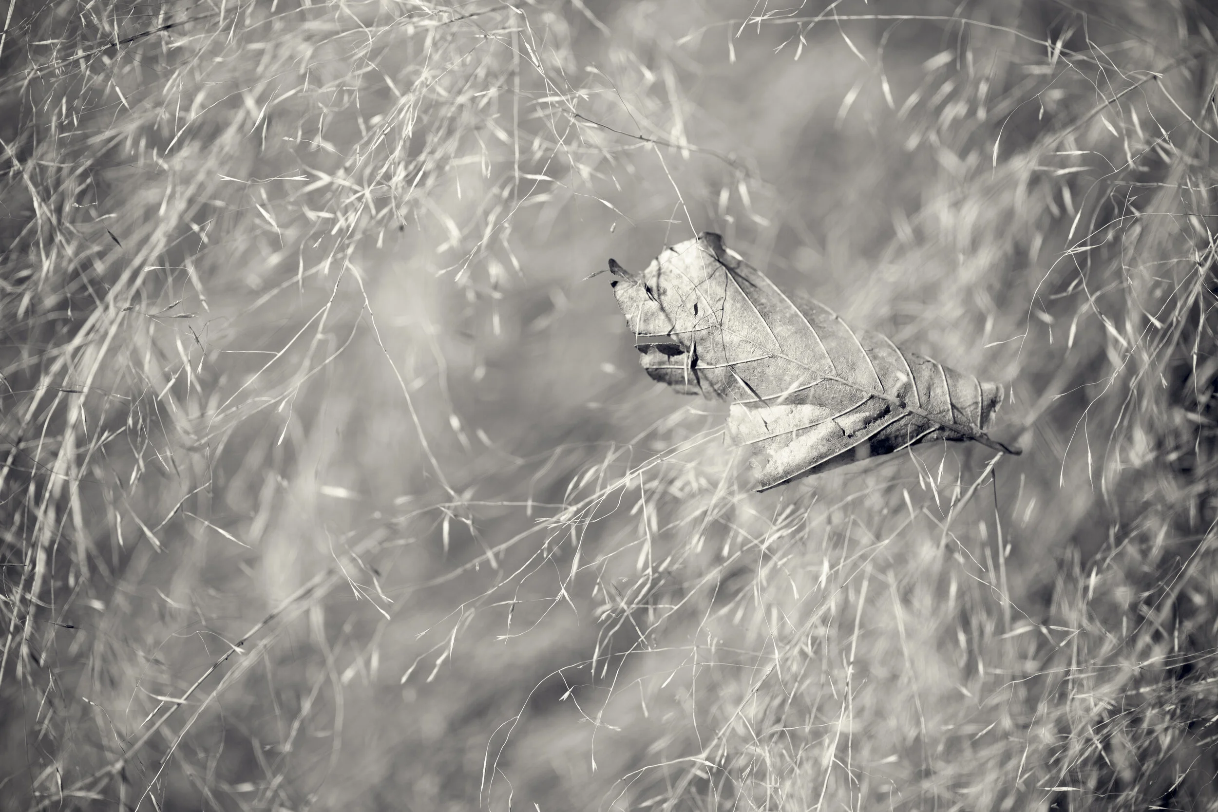 DBG-0323-056-Edit.jpg