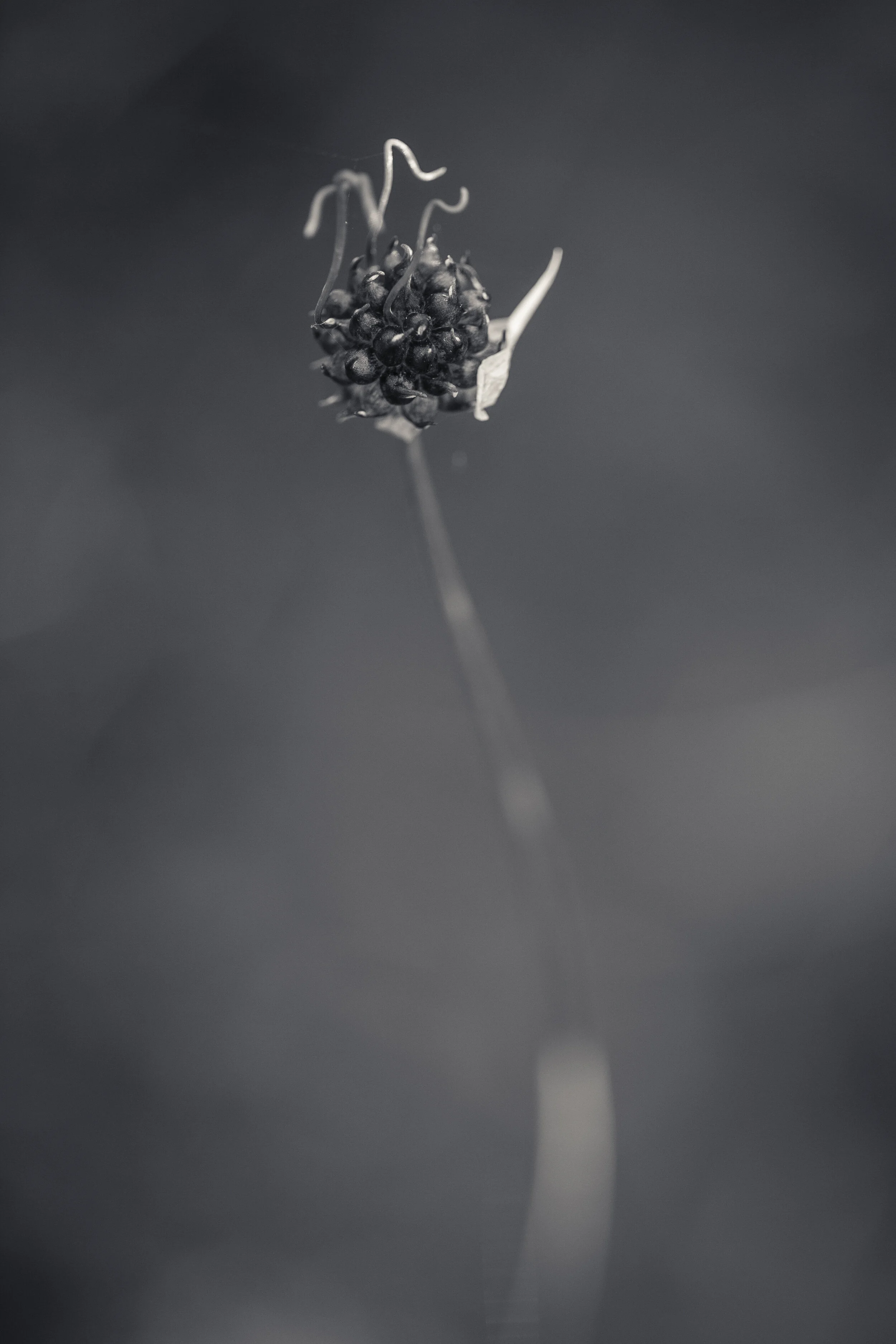 DBT-0626-173.jpg