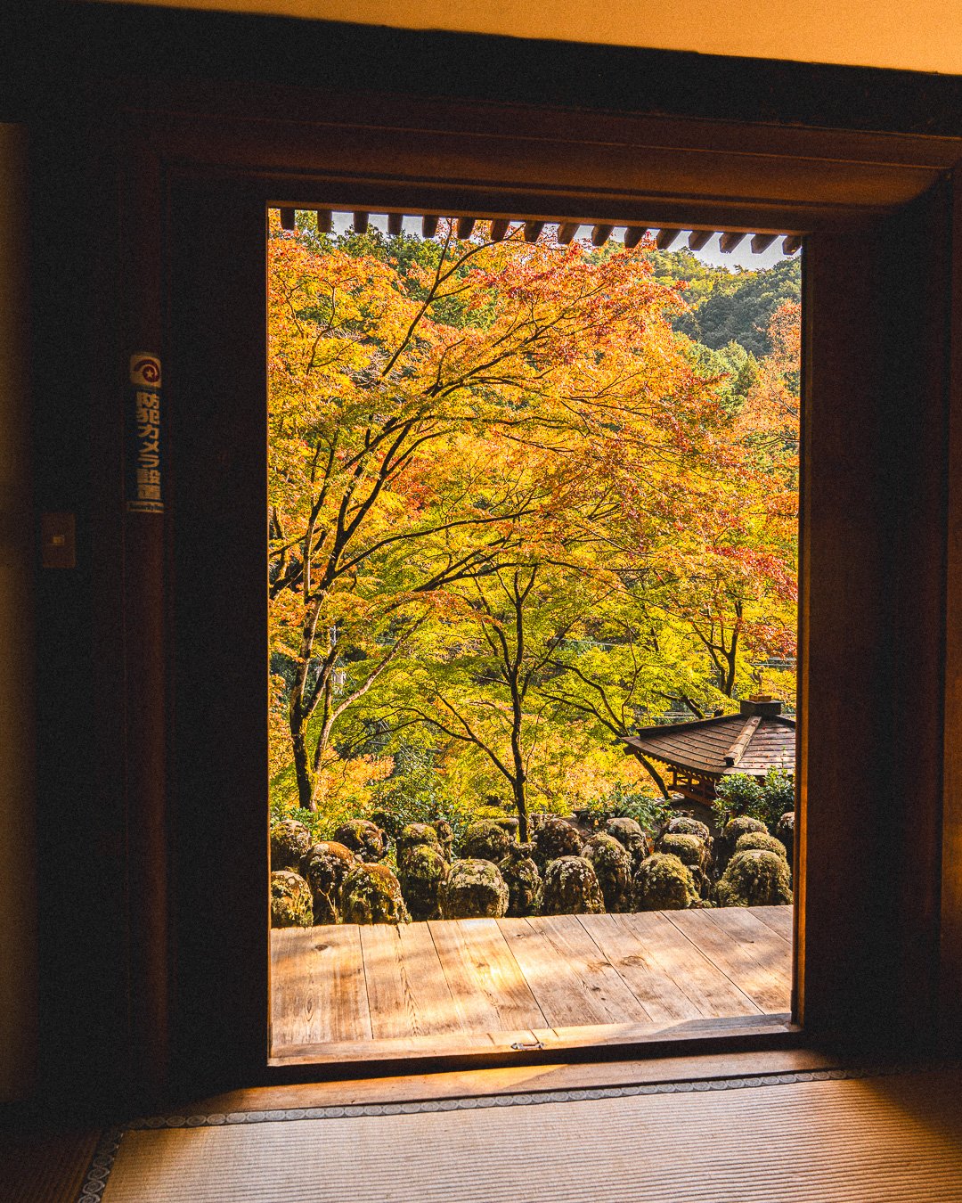 Falling for Kyoto: Kyoto, Japan