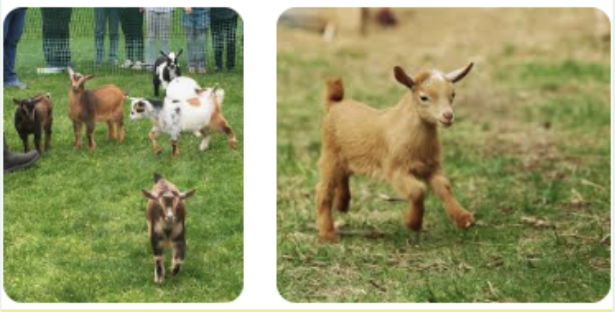 Goats & Giggles