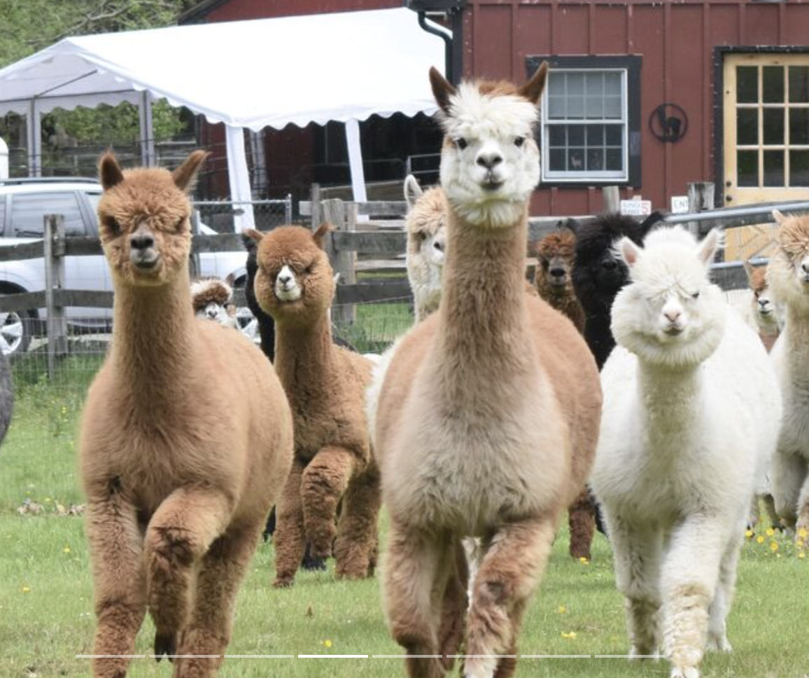Harvard Alpaca Ranch
