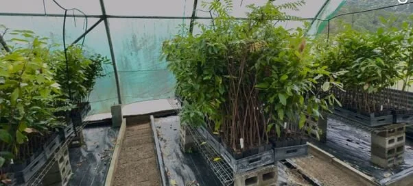 Madjanbana rangers transform old nursery to working greenhouse