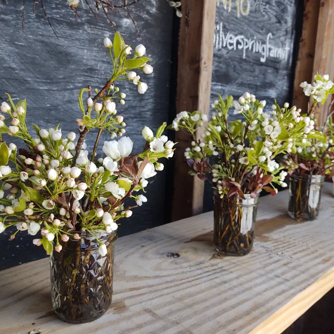 What's happening at Silver Spring Farm right now? Blossoming branches abound! Pick up a bunch @citymarketcoop or swing by the farm stand here in Monkton 😁 #springblossoms #vtflowers #supportyourlocalflowerfarmer