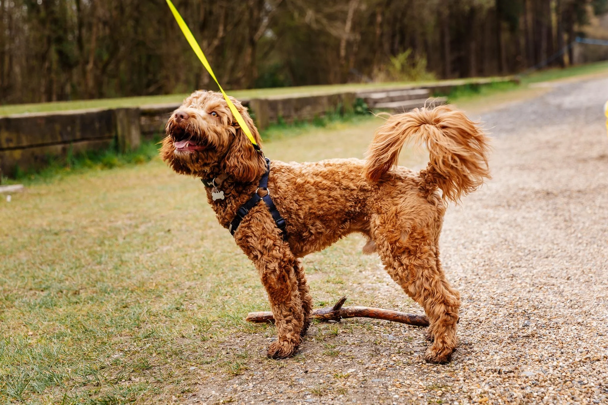 Willows Walkies by Laura Ellen Photography-69.jpg