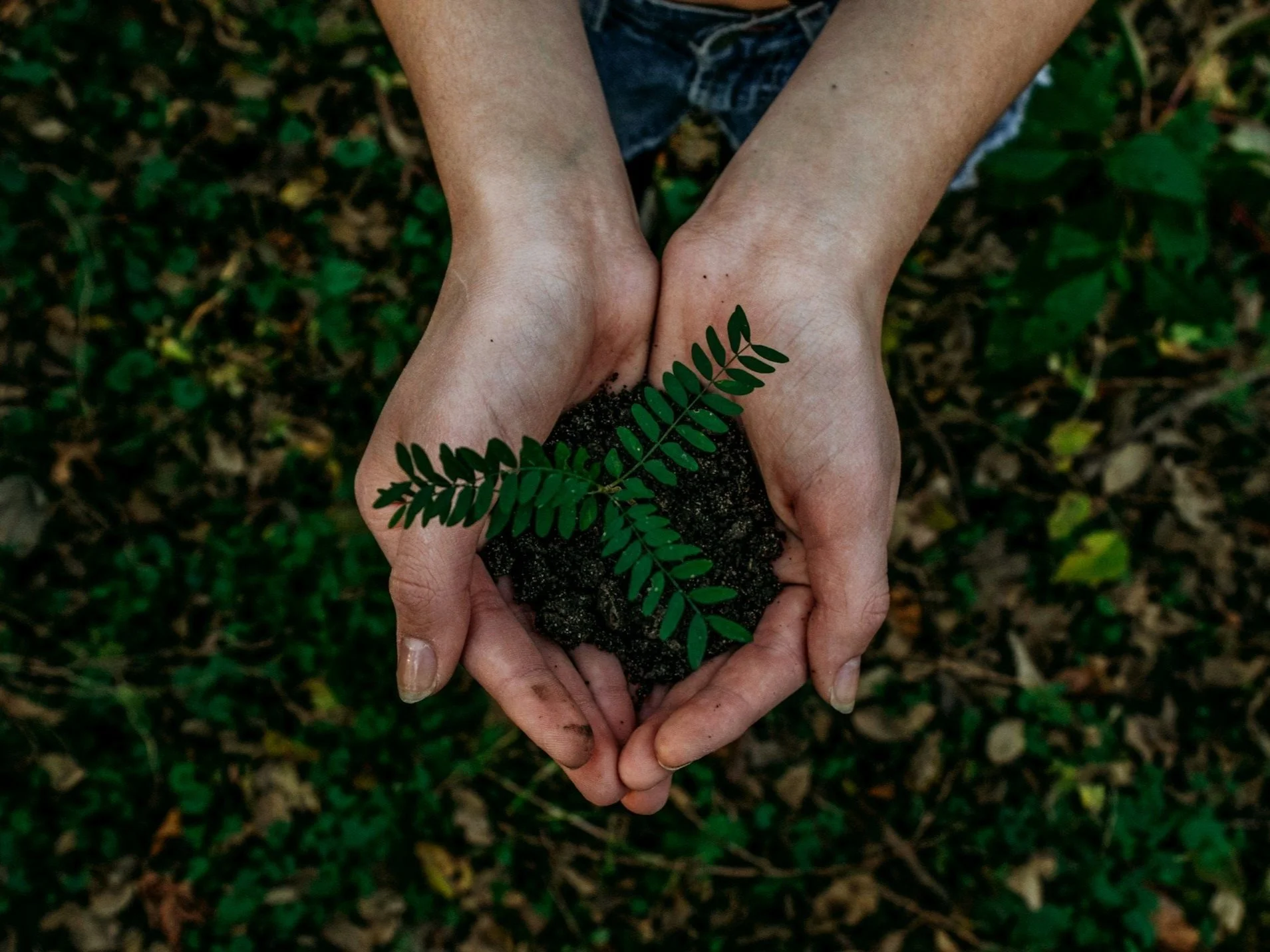 Hands holding a young seedling and soil, representing environmental stewardship, care and renewal.