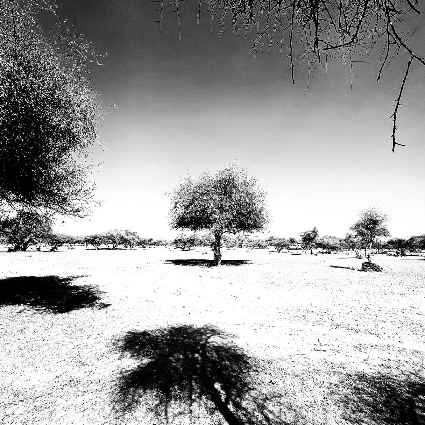 This is an Oran or common property resource. The Orans of the Thar have historically been used as pasturelands by its agropastoralists. You might think of an Oran as the desert equivalent of a sacred grove. There are very strict rules governing resou