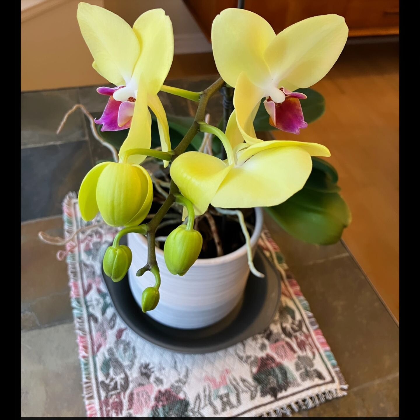 I got this Phalenopsis orchid for my mother in law four years ago, and for the first few years, it didn't show much sign of life after the initial blooms fell. But after I moved away from Canada, it started flowering bit by bit. Today, 2 years after 