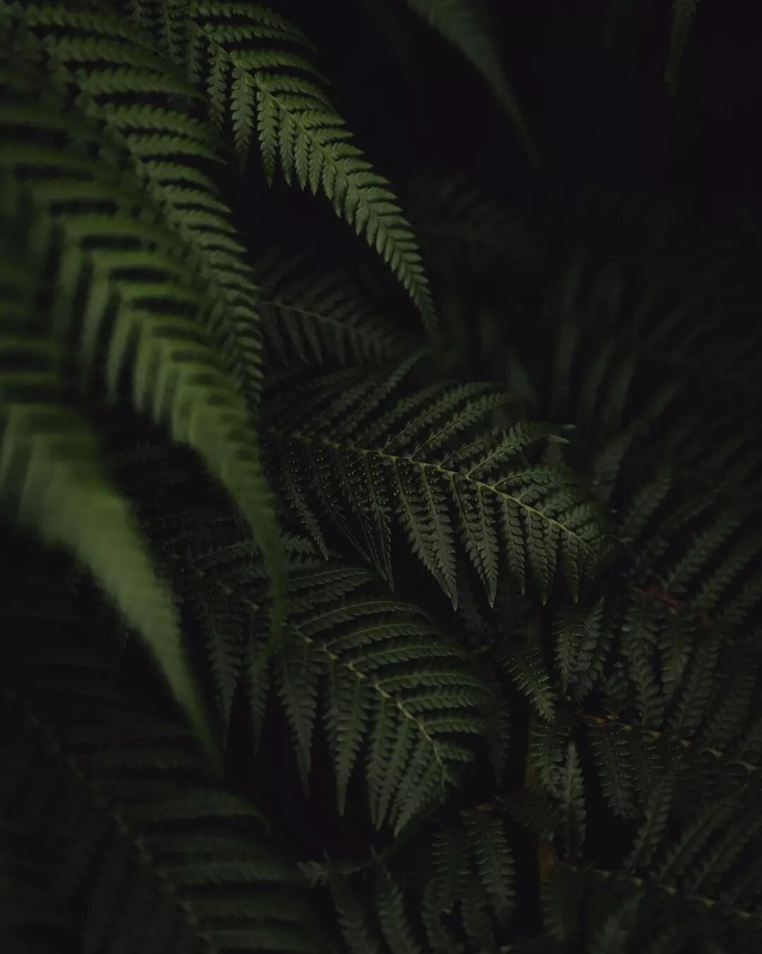 Moody gloomy ferns because
a e s t h e t i c
.
.
.
.
.
#ferns #plants #plantstagram #woodlands #forestphotography #nature #naturephotography #nature_perfection #instanature #bestnatureshots #outofwild #nature_brilliance #dream_image #botanicgardens #