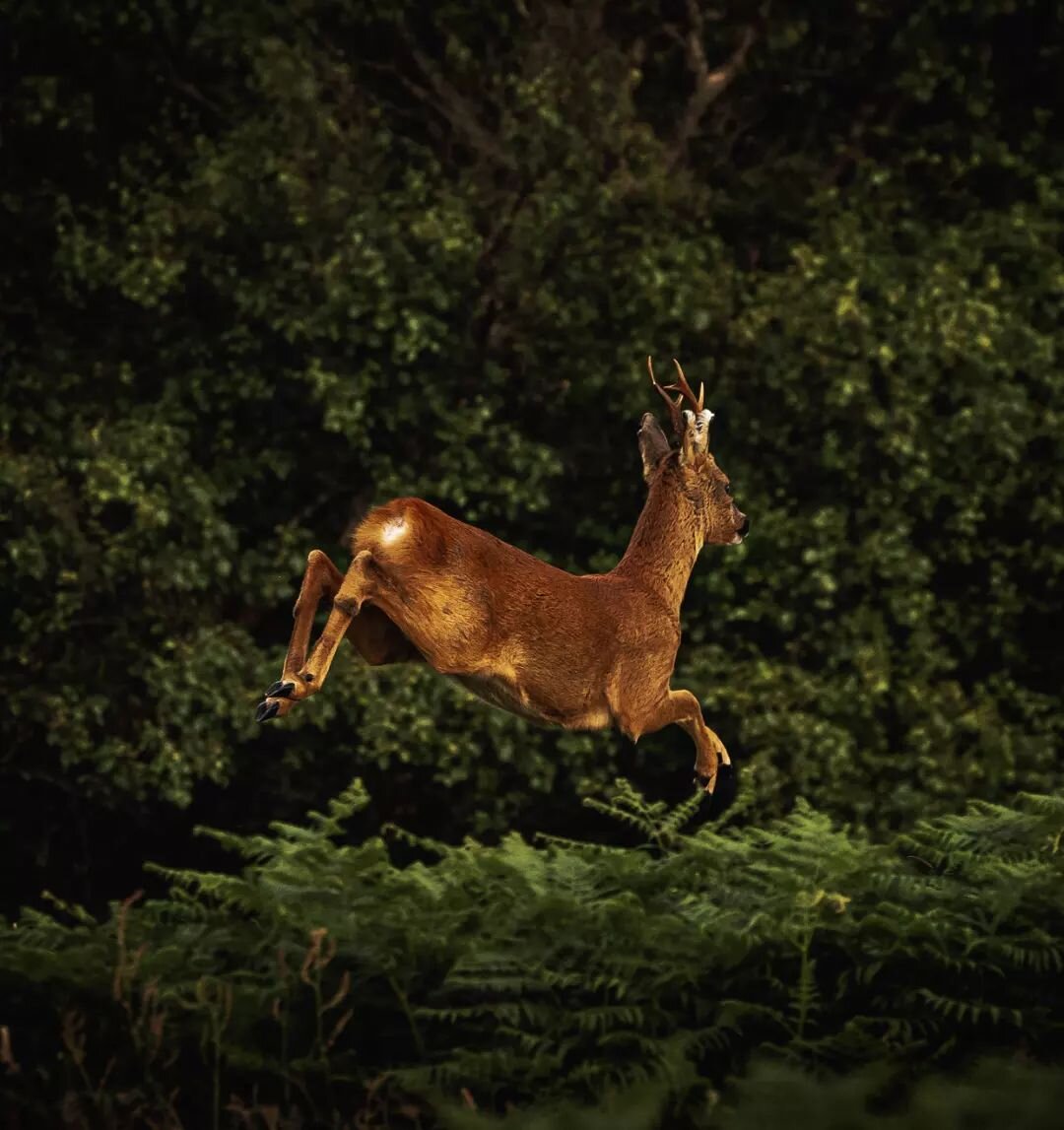 Taking a leap.
.
.
.
.
.
.
#roedeer #deer #wildlife #wildlifephotography #nature #naturephotography #wildplaces #igscotland #instascotland #instanature #bestnatureshots #outofwild #nature_brilliance #awesome_earthpix #sigma150600 #sonya7iii #getoutsi