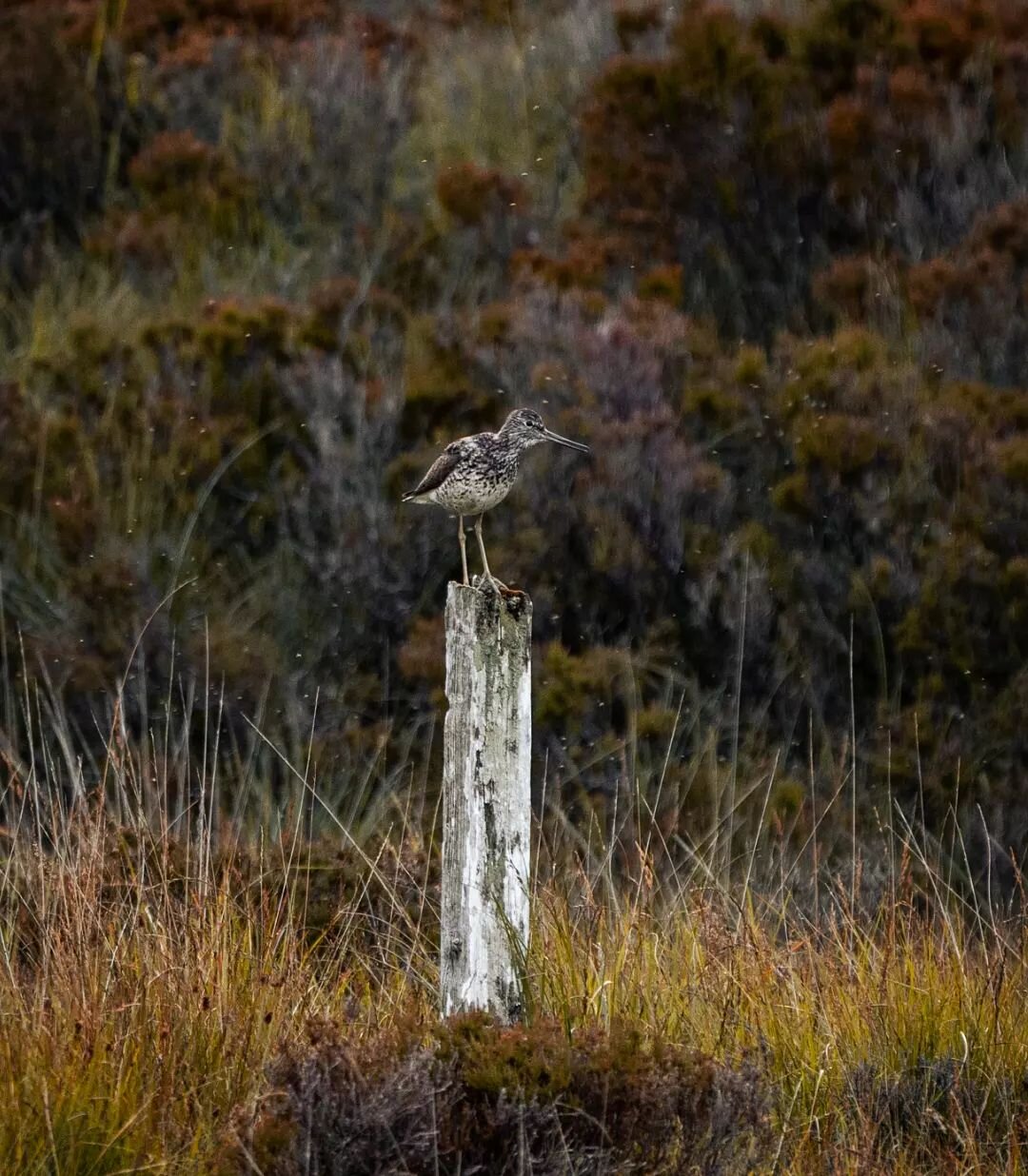 This bird was making a racket while I was up by a loch. I think it's a snipe from what I can tell, if anyone knows better let me know. Must have been too close to its nest.
.
.
.
.
.
#isleofskye #wildlifephotography #wildlife #snipe #waterbirds #igsc