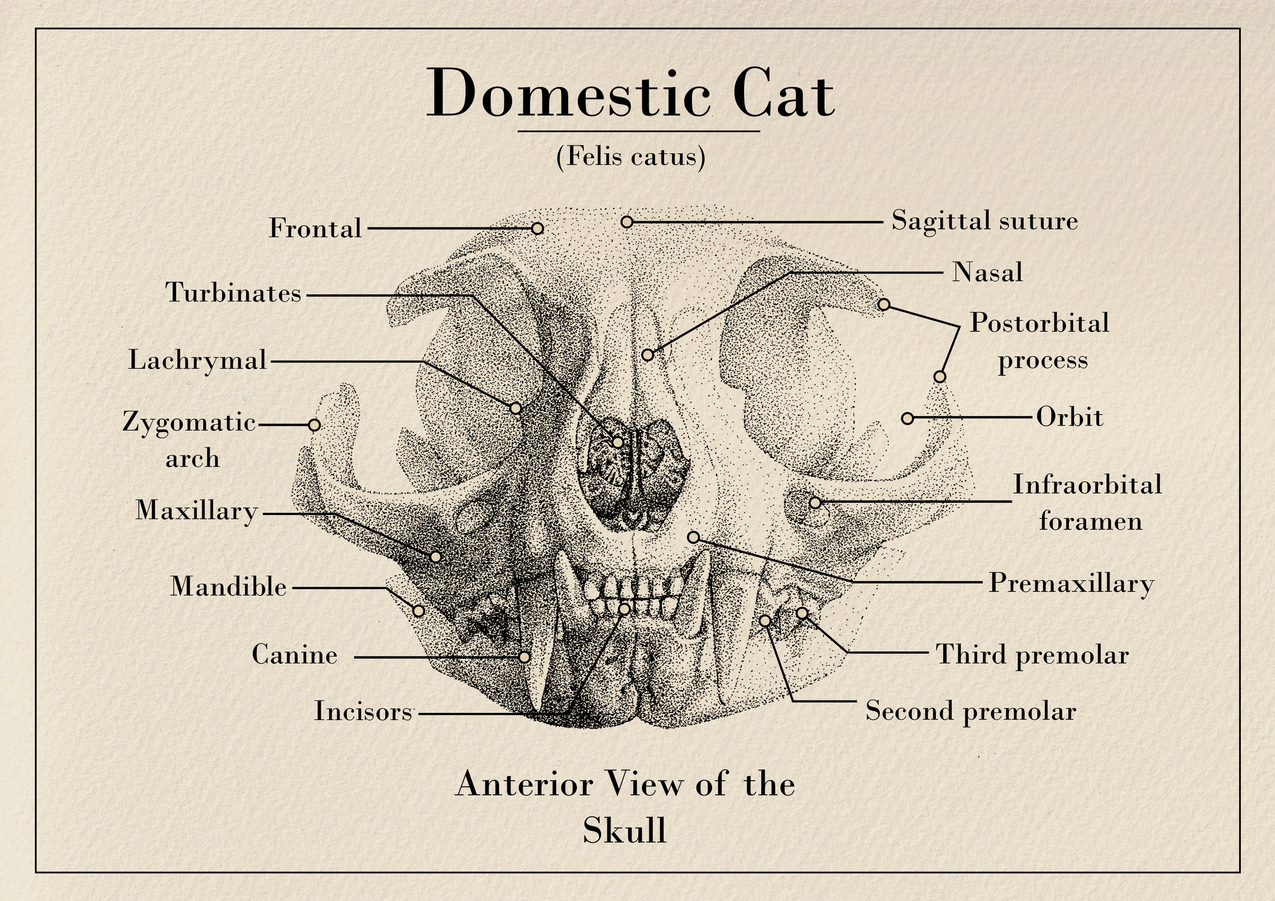 Anterior View of the Skull 300.png
