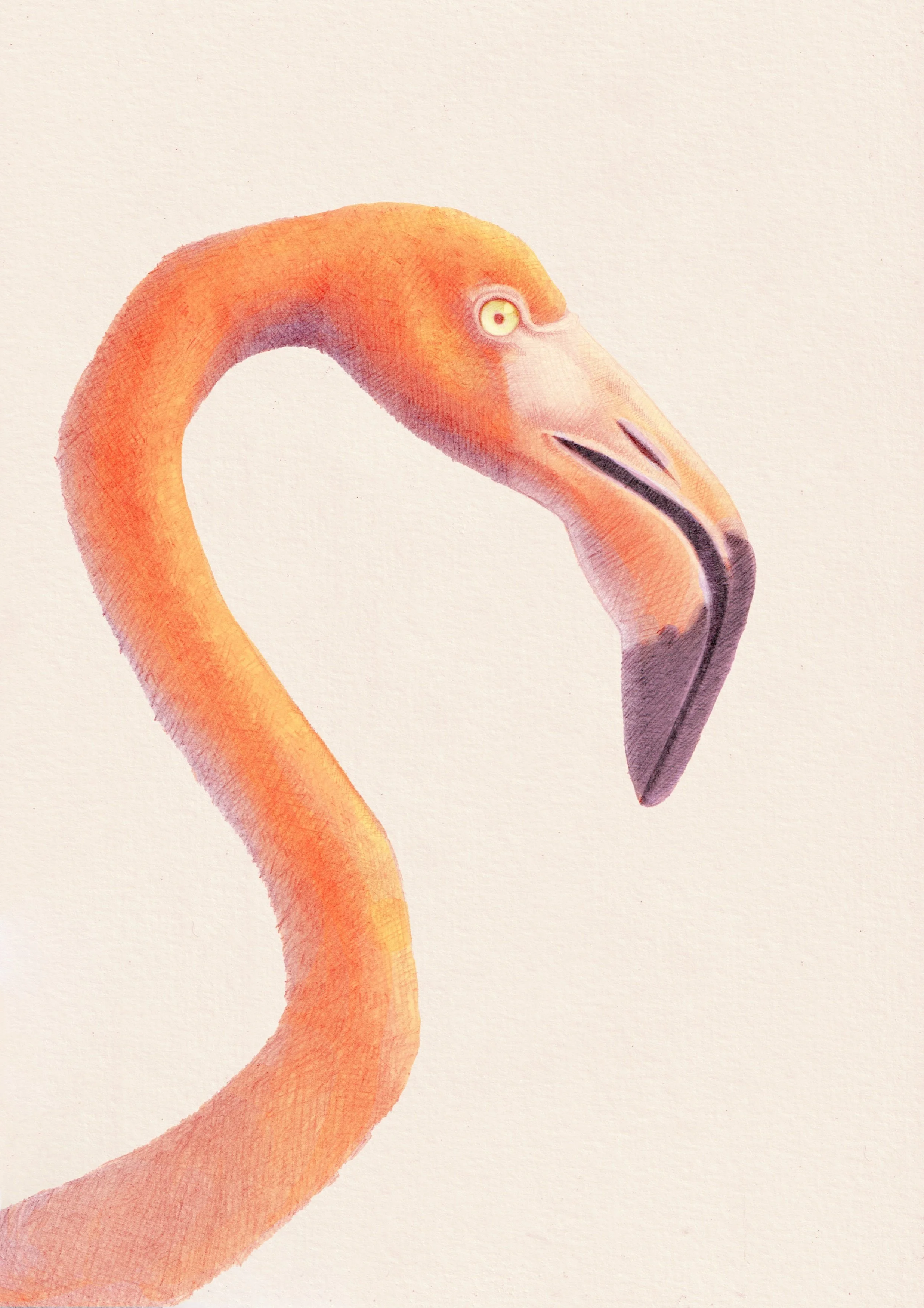 Flamingo+background+2.jpg