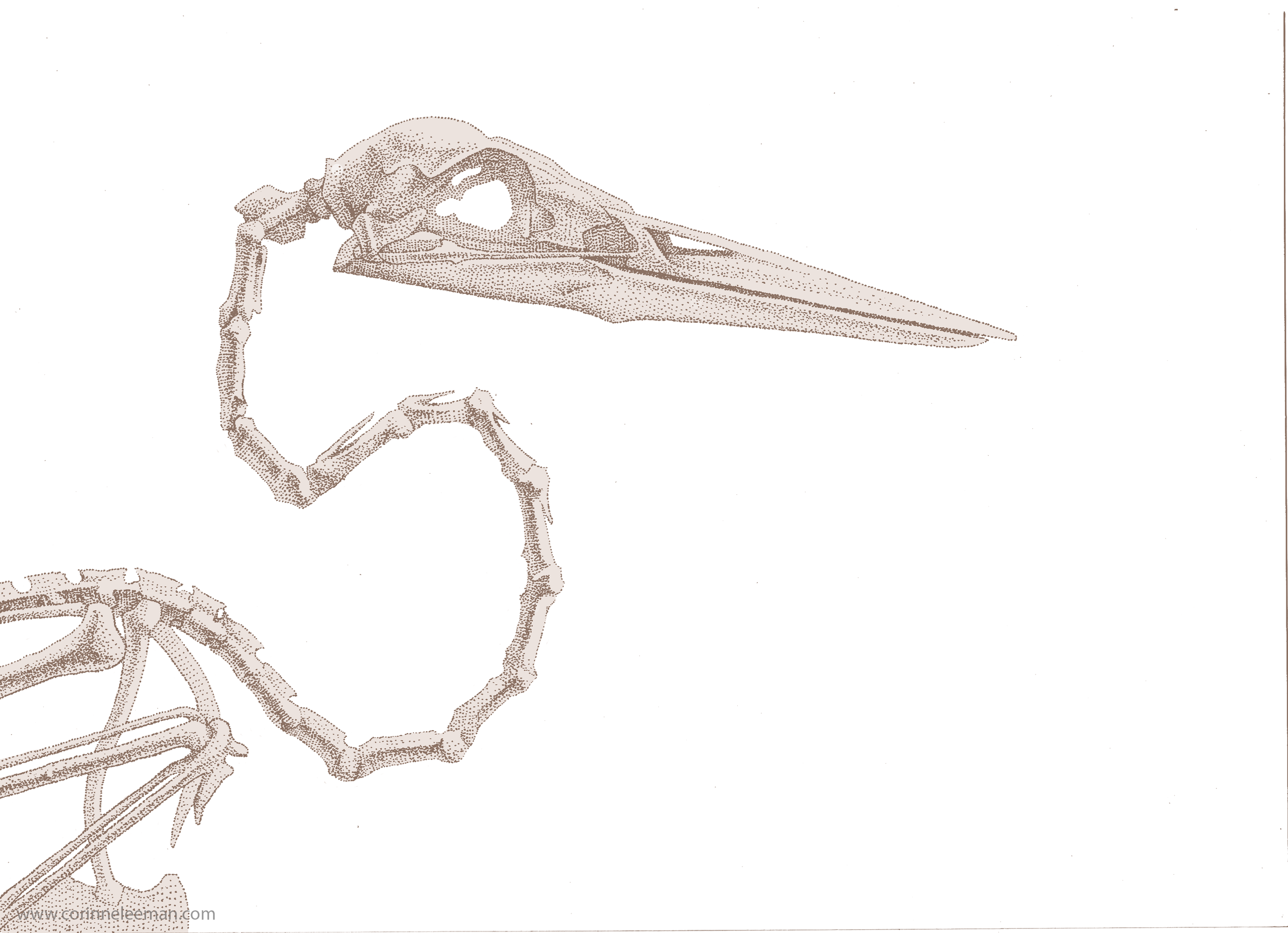 Heron_Skeleton_Colour.png