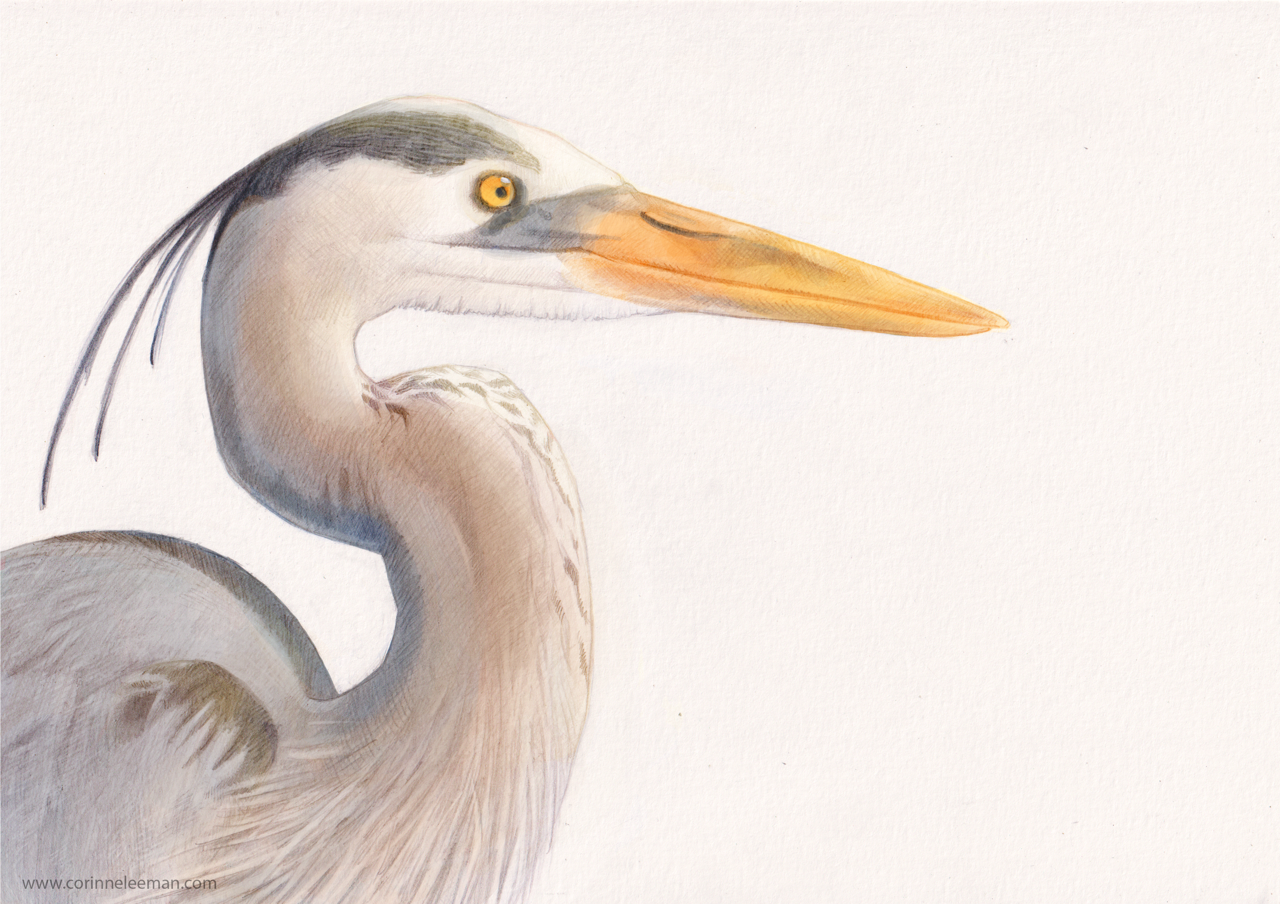 Heron_Colour_2023_TM.png