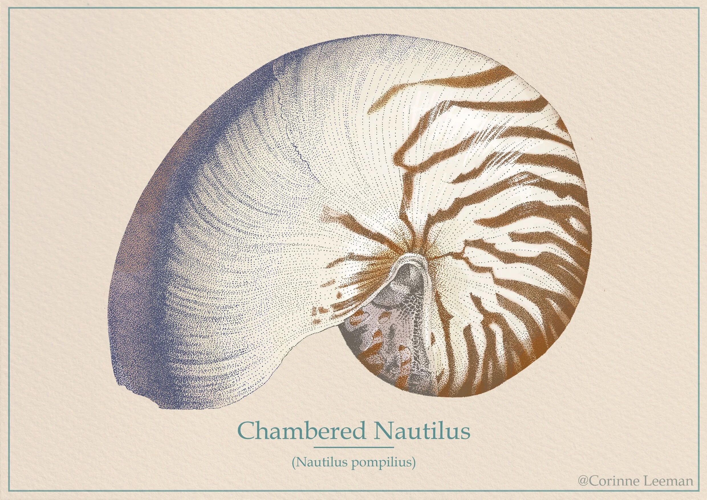 Nautilus-Shell-Print.jpg