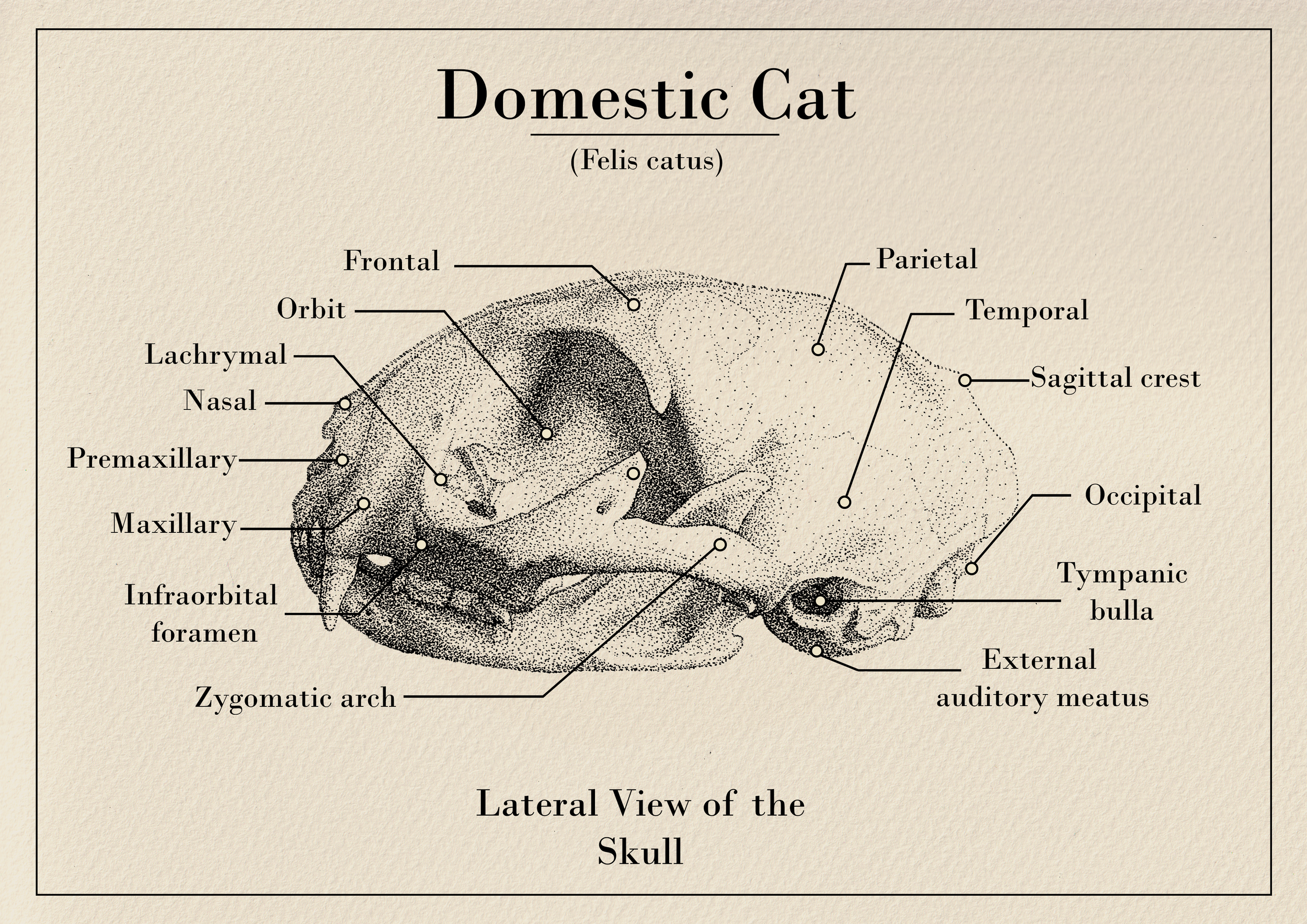 Lateral view of the skull.png