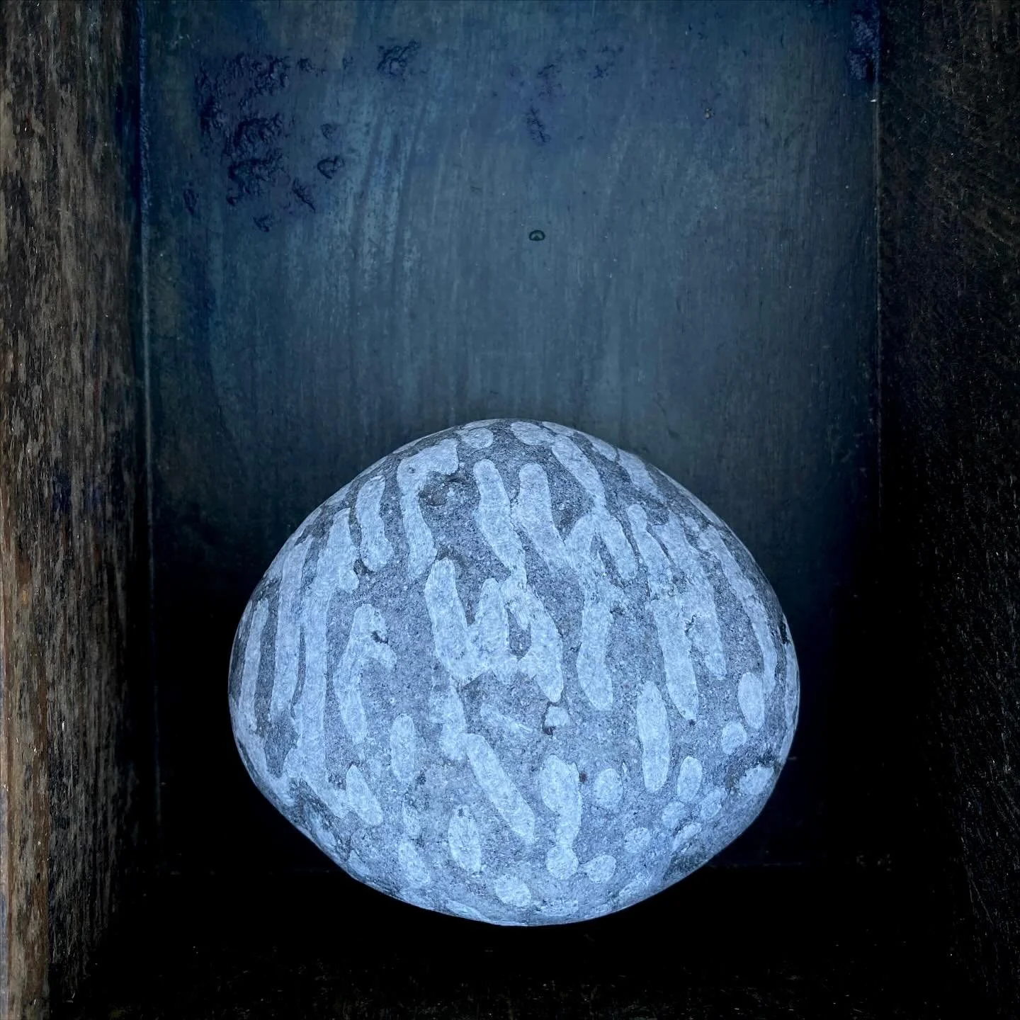 Fossil Coral from the west coast of Ireland. A gift from a lovely visitor to the Faversham pop up @1697_faversham 
I have a number of rings and earrings available using slices of fossil coral revealing the the fascinating formation within. We&rsquo;r